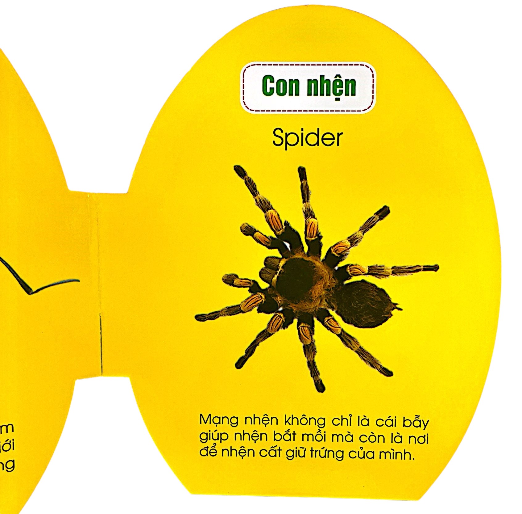 quả trứng đáng yêu của bé - côn trùng - Ảnh 4