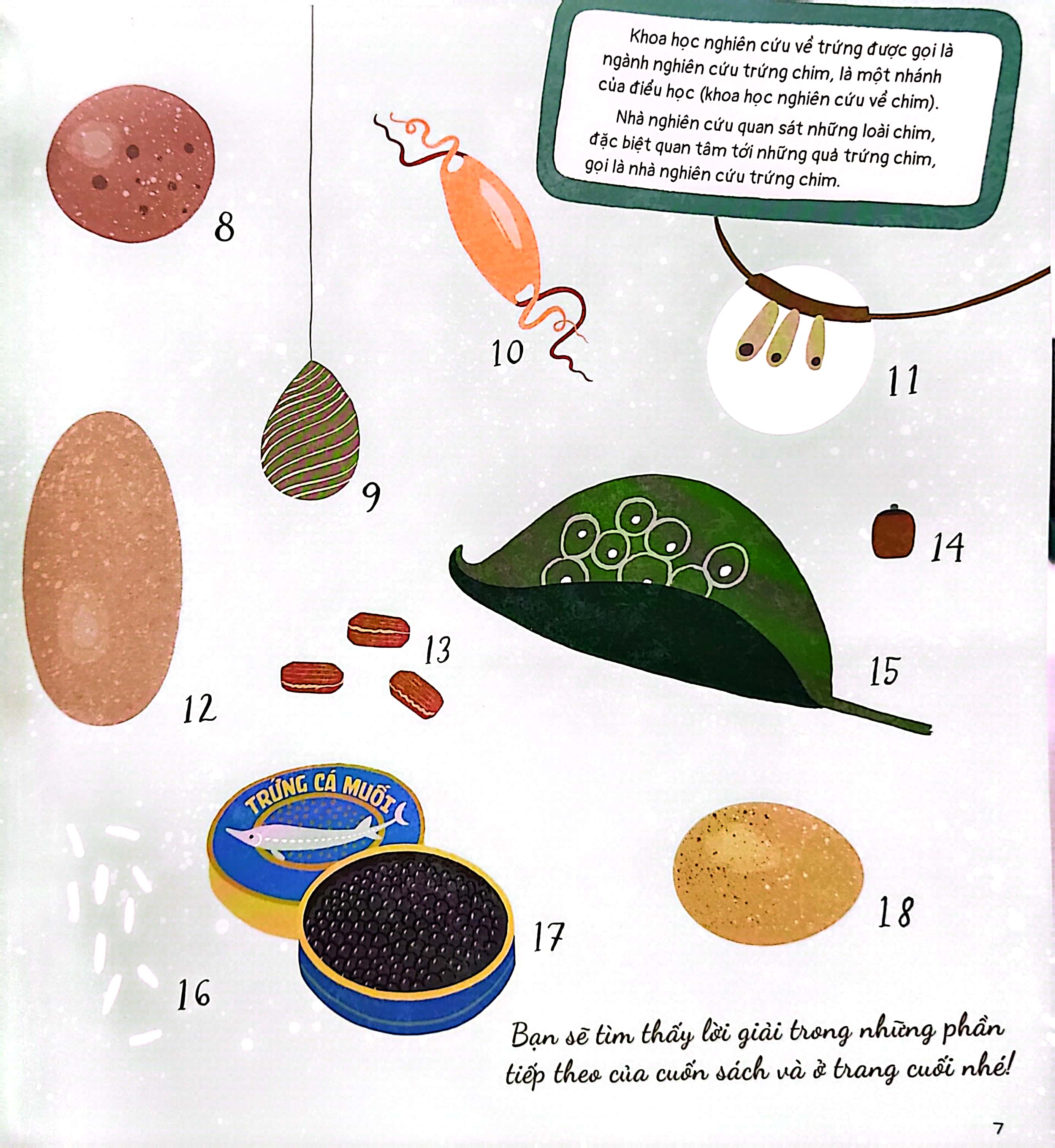 quả trứng và hơn thế nữa - dưới góc nhìn sinh học và văn hóa, kèm theo các trò chơi và thực hành thú vị - Ảnh 5