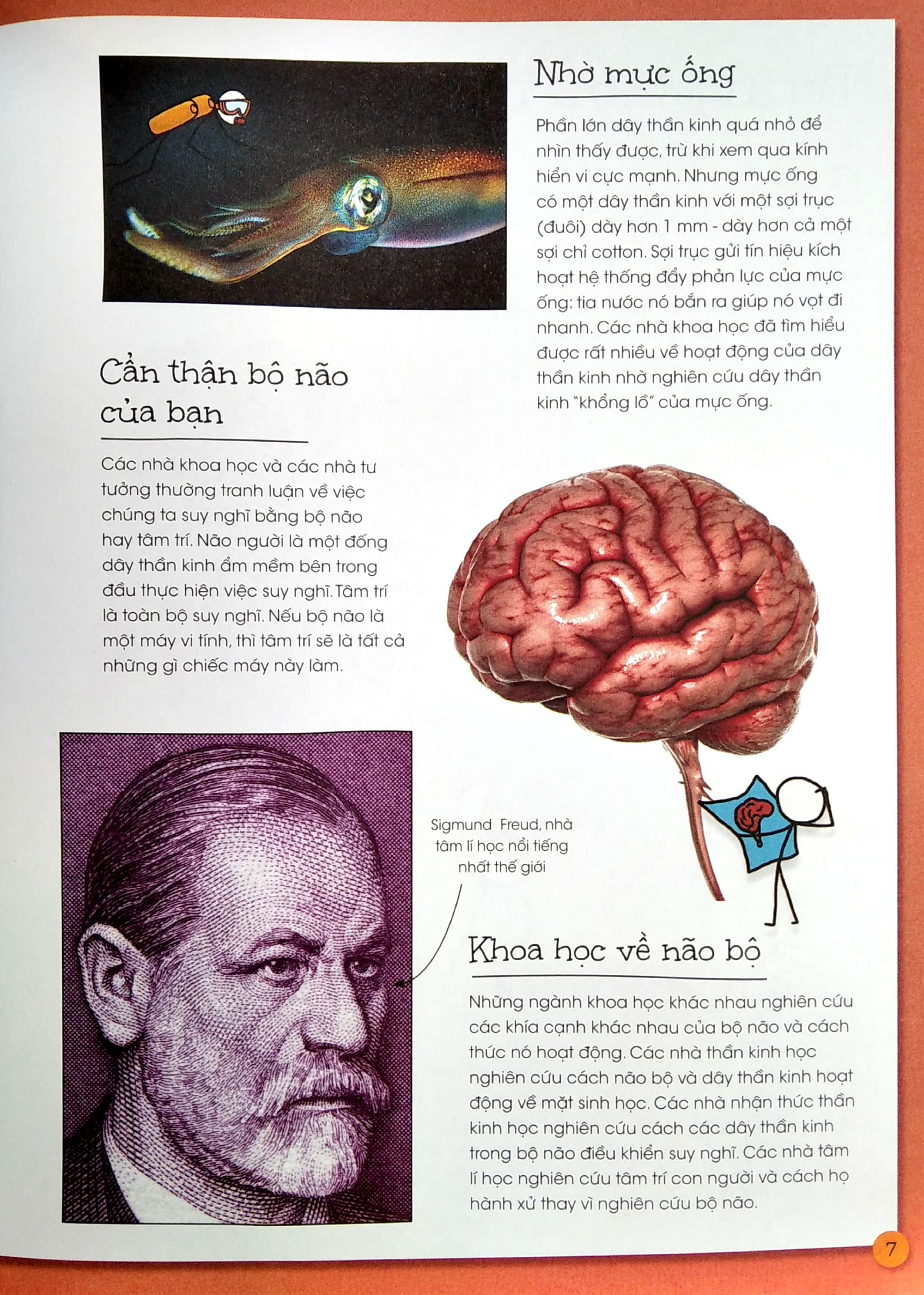 que que thích khám phá: bộ não thông thái - và hệ thống dây thần kinh bận rộn - Ảnh 5