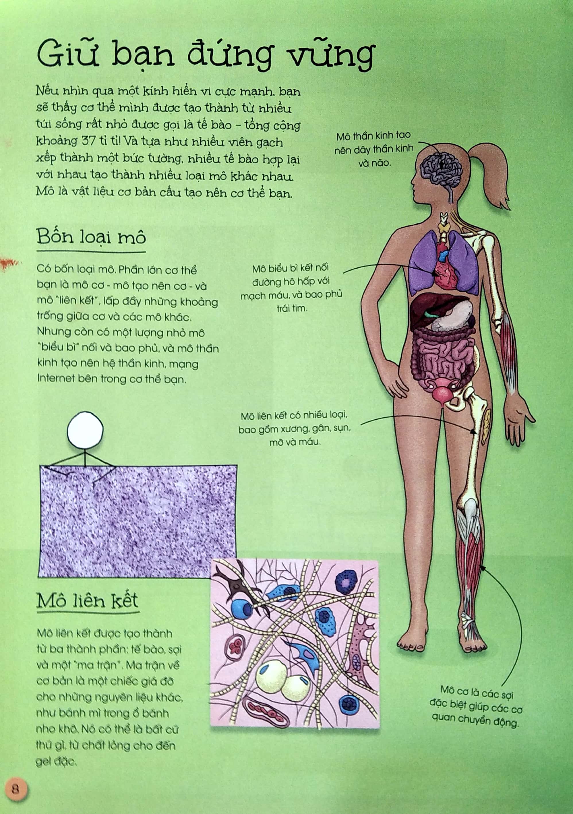 que que thích khám phá: cơ xương chắc khỏe - giữ bạn đứng vững và giúp bạn mạnh mẽ - Ảnh 5