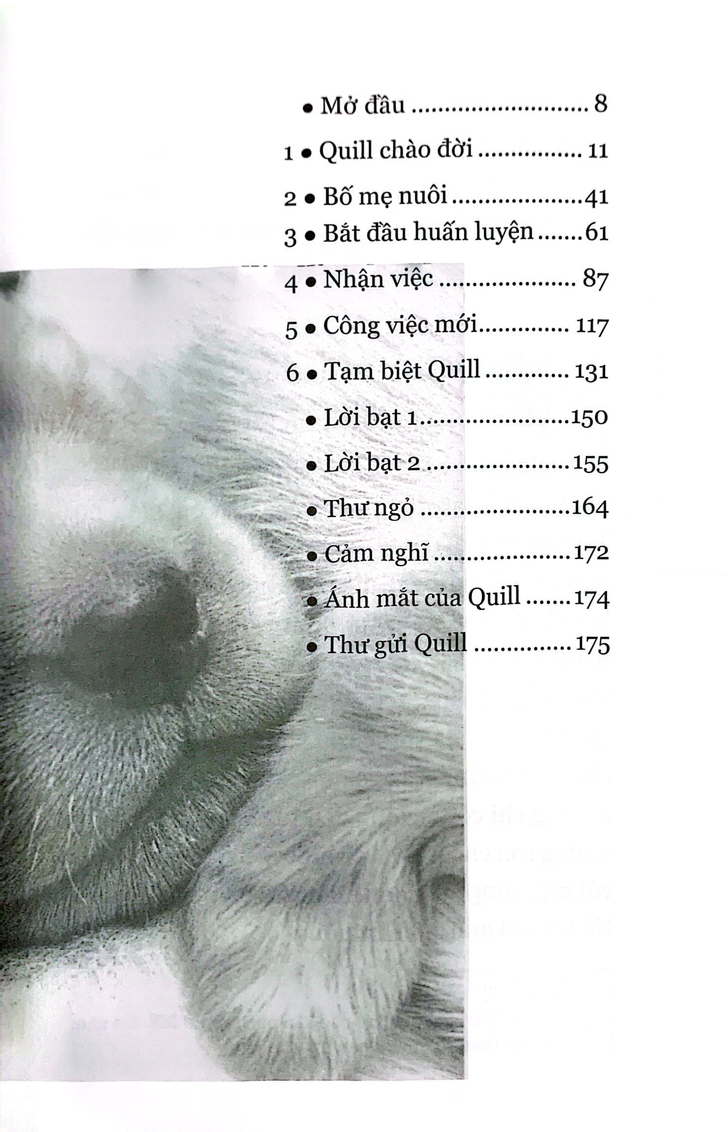 quill - bước ngắn dệt nên dặm dài - Ảnh 4