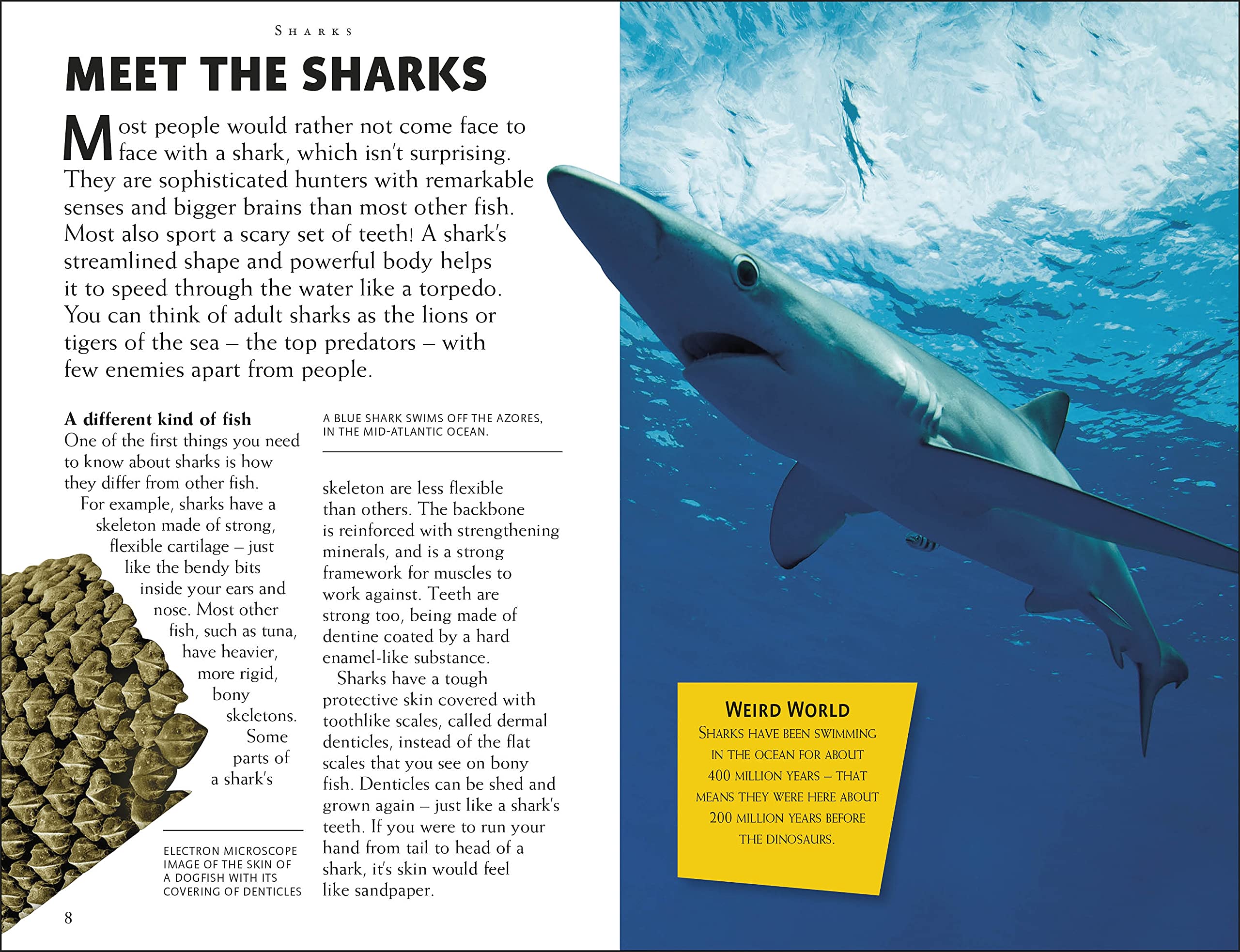 riveting reads for curious kids - sharks - Ảnh 5