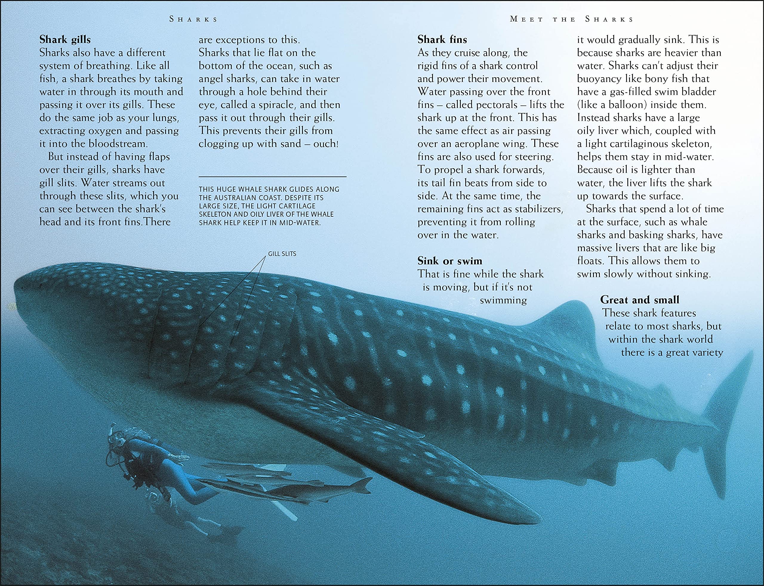 riveting reads for curious kids - sharks - Ảnh 6