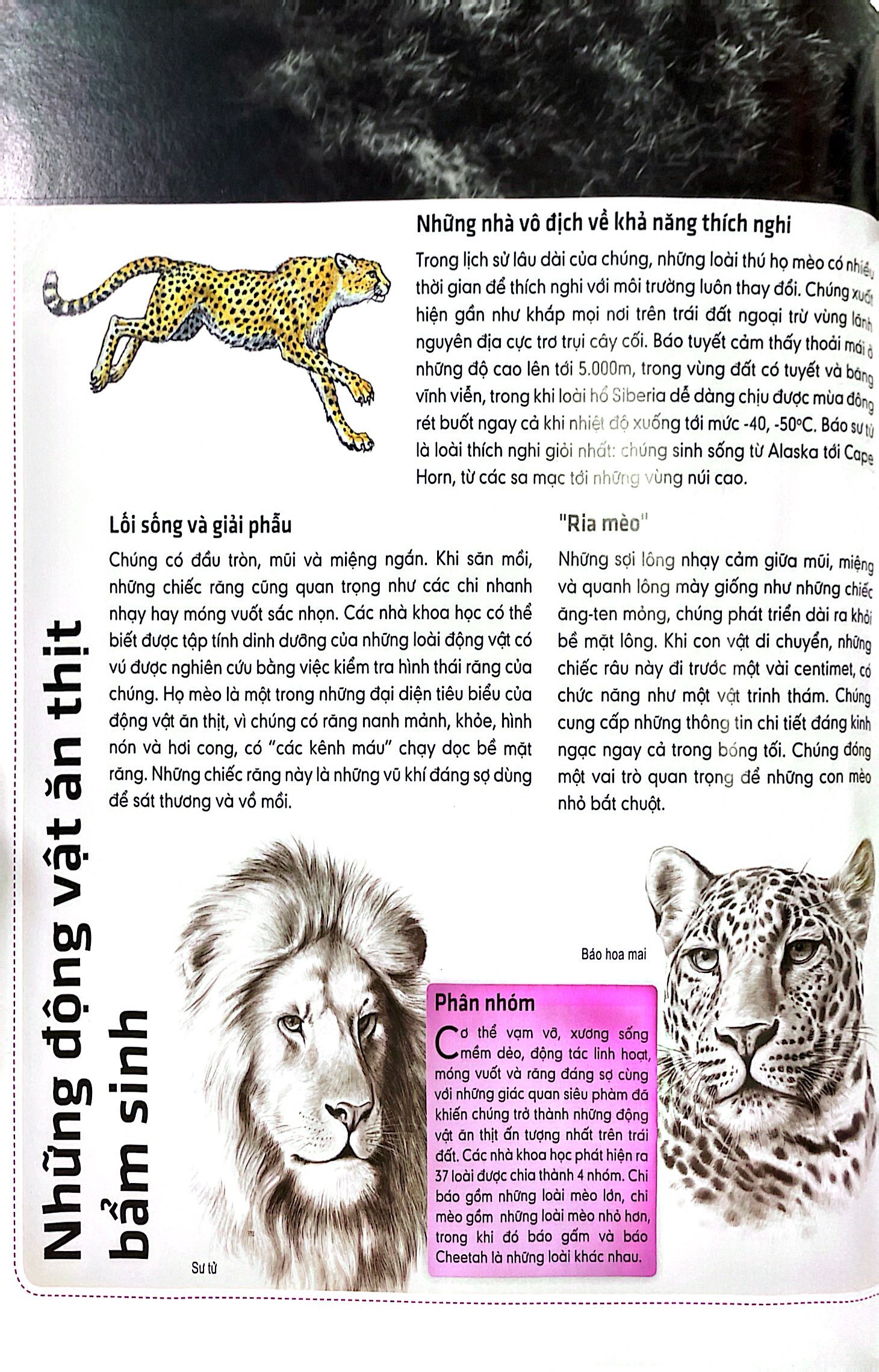 sách 3d: những loài thú lớn họ mèo - Ảnh 6