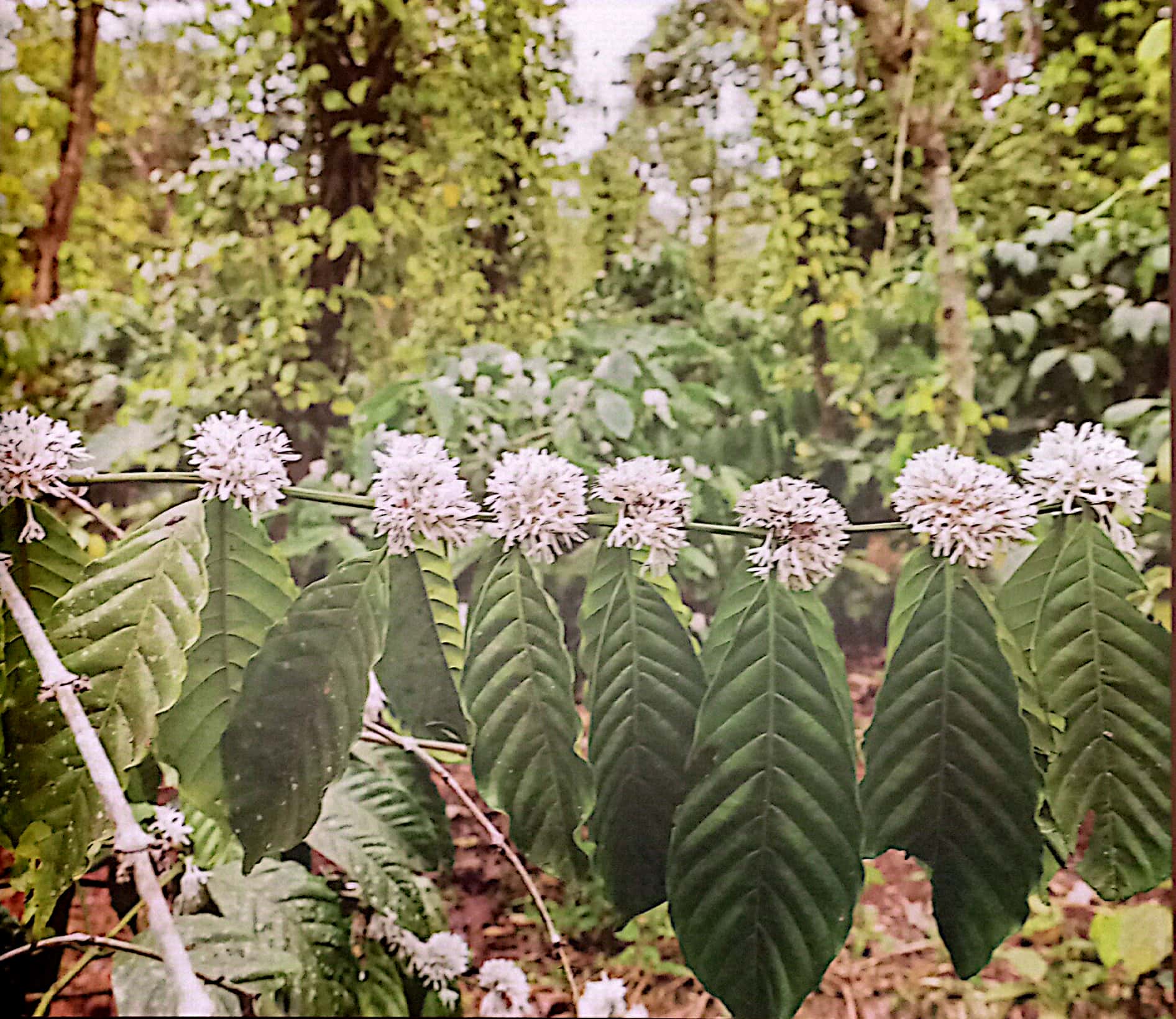 saigon cà phê - bìa cứng (tái bản 2024) - Ảnh 6