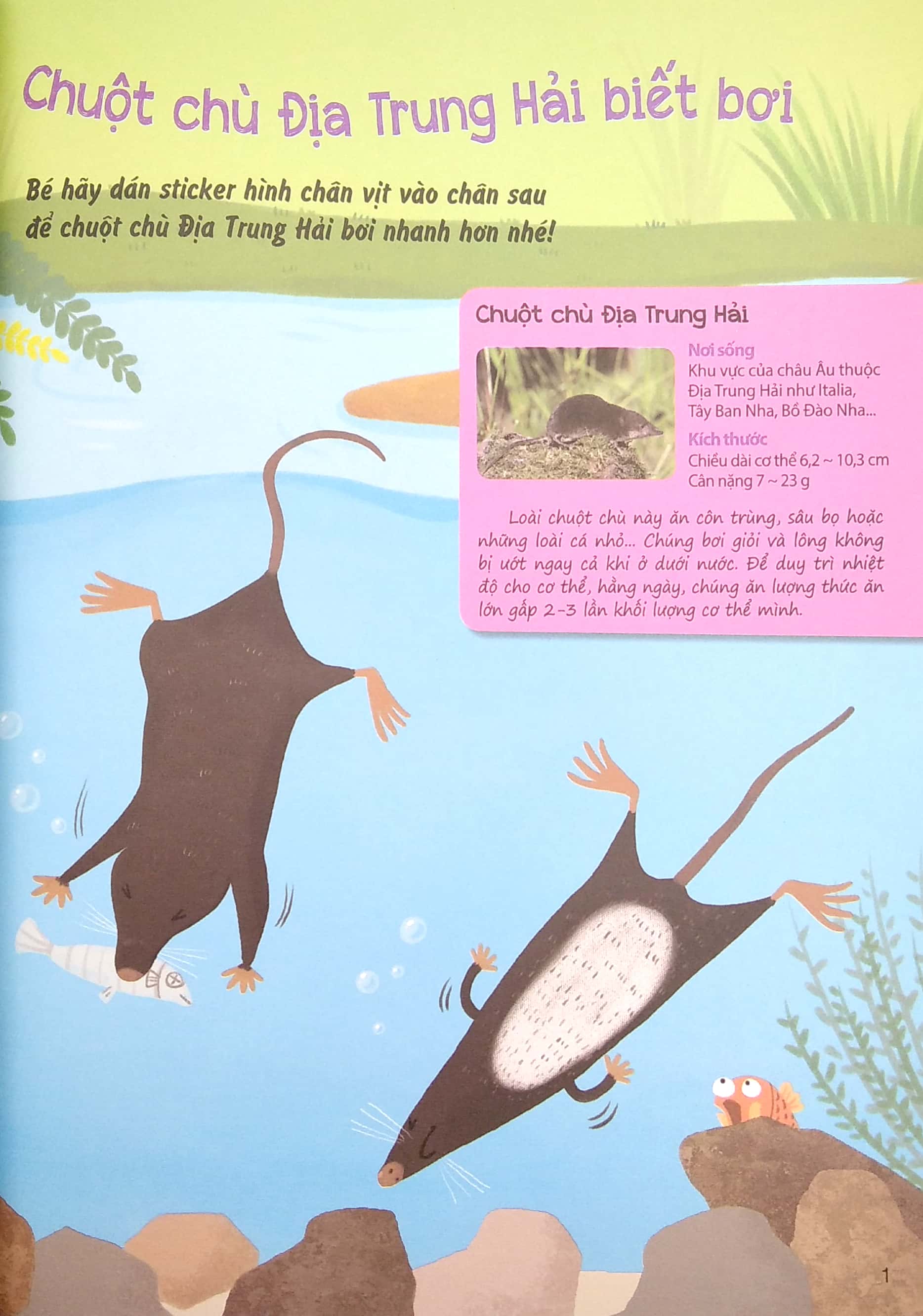 sáng tạo mĩ thuật và tìm hiểu hệ sinh thái: địa trung hải - Ảnh 3