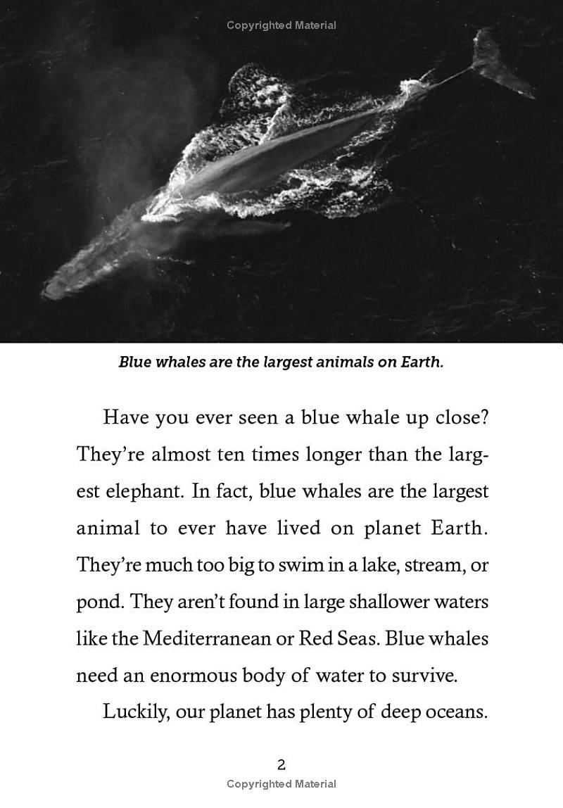 save the...blue whales - Ảnh 11