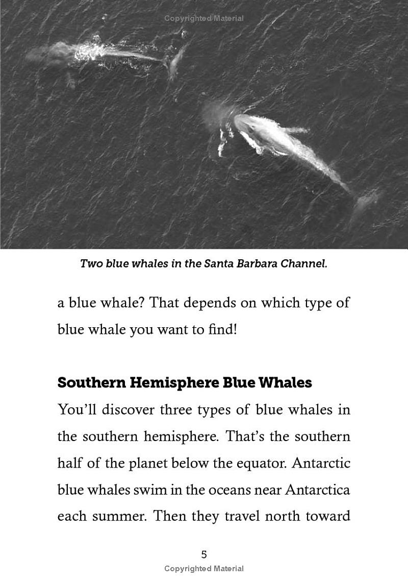 save the...blue whales - Ảnh 14