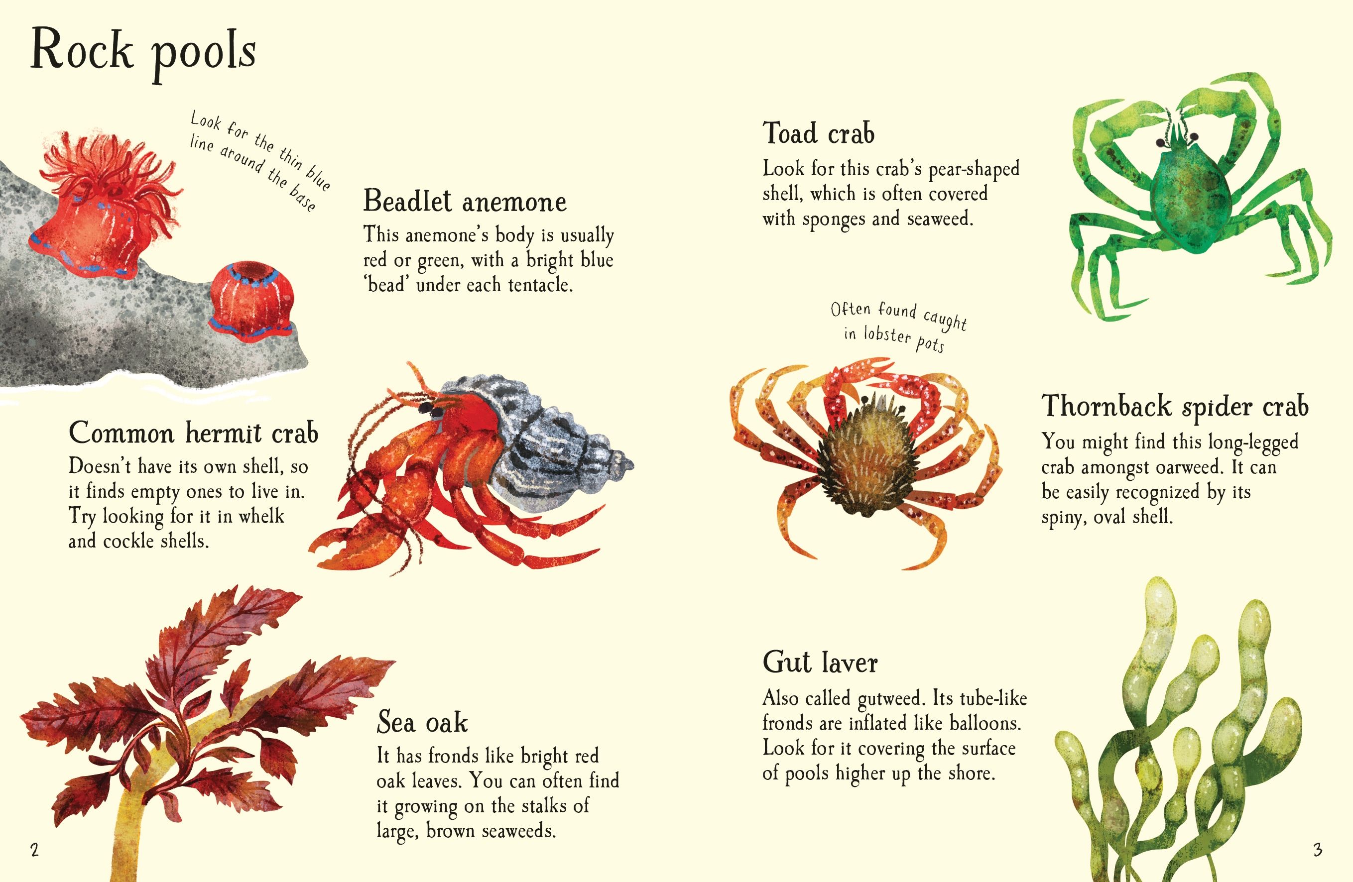 seashore life to spot - Ảnh 3