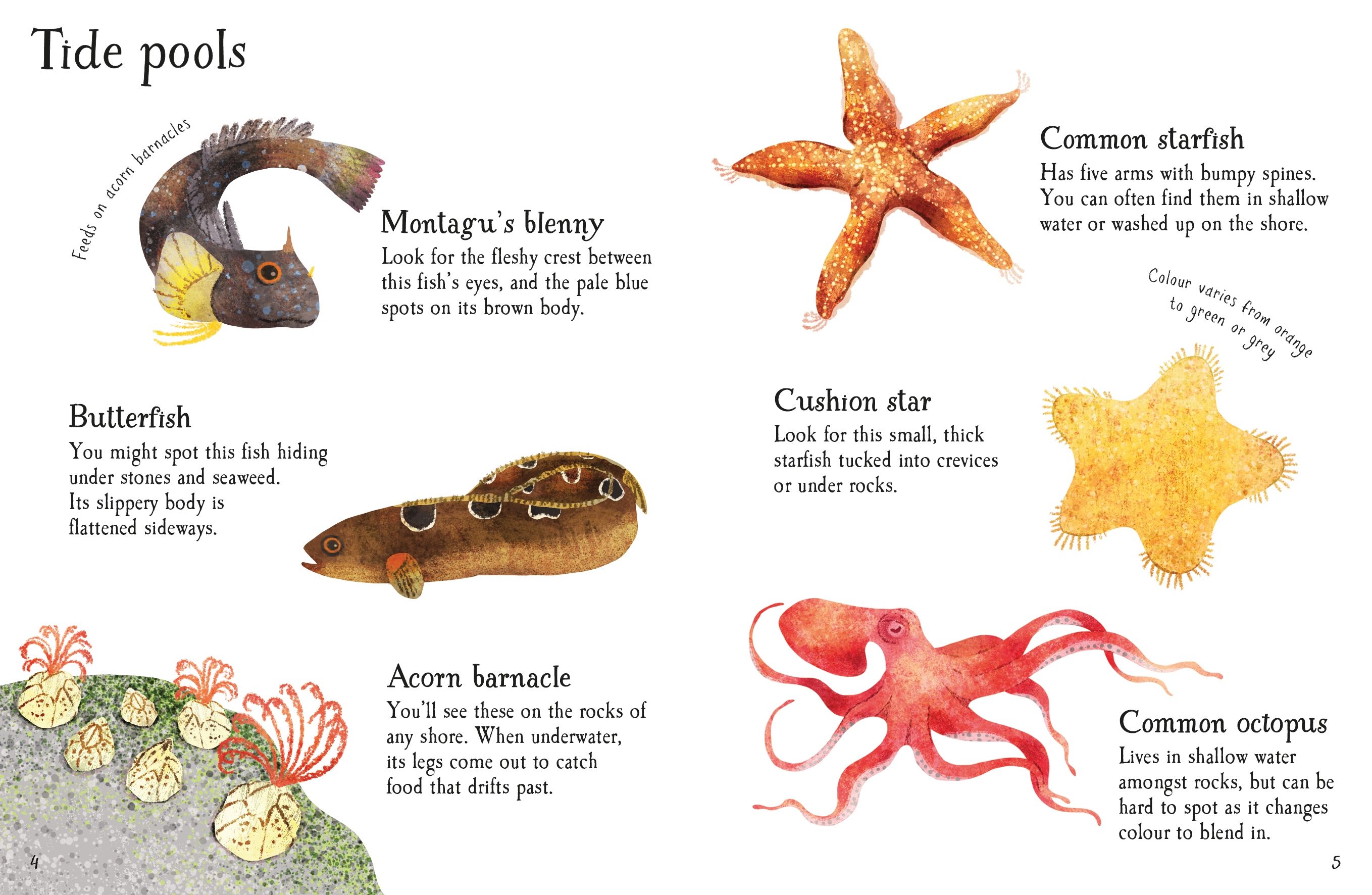 seashore life to spot - Ảnh 4