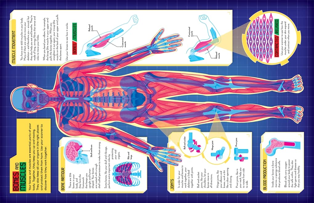secrets of the human body - Ảnh 4