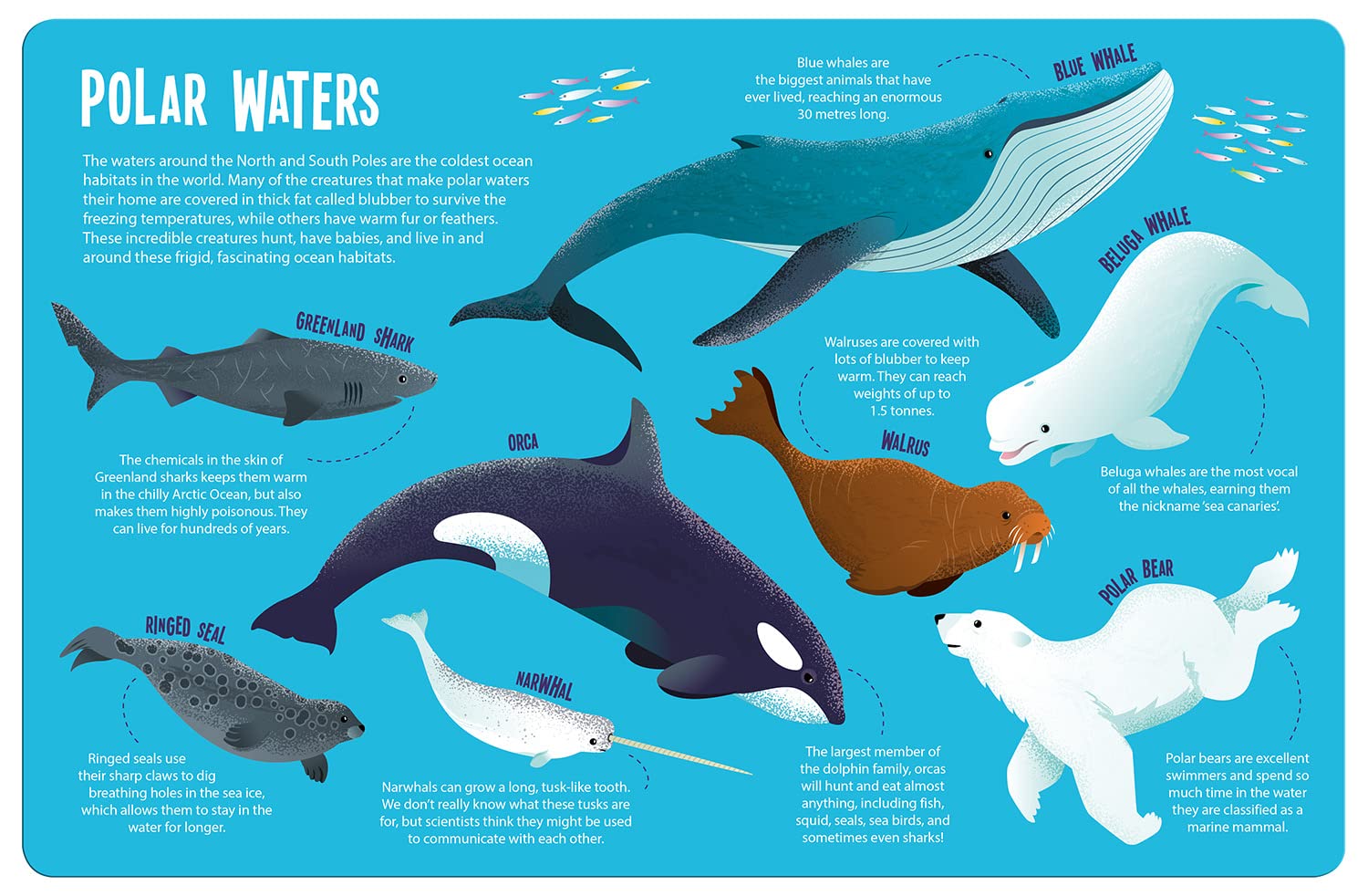 seek and find searchlight - ocean animals - Ảnh 3