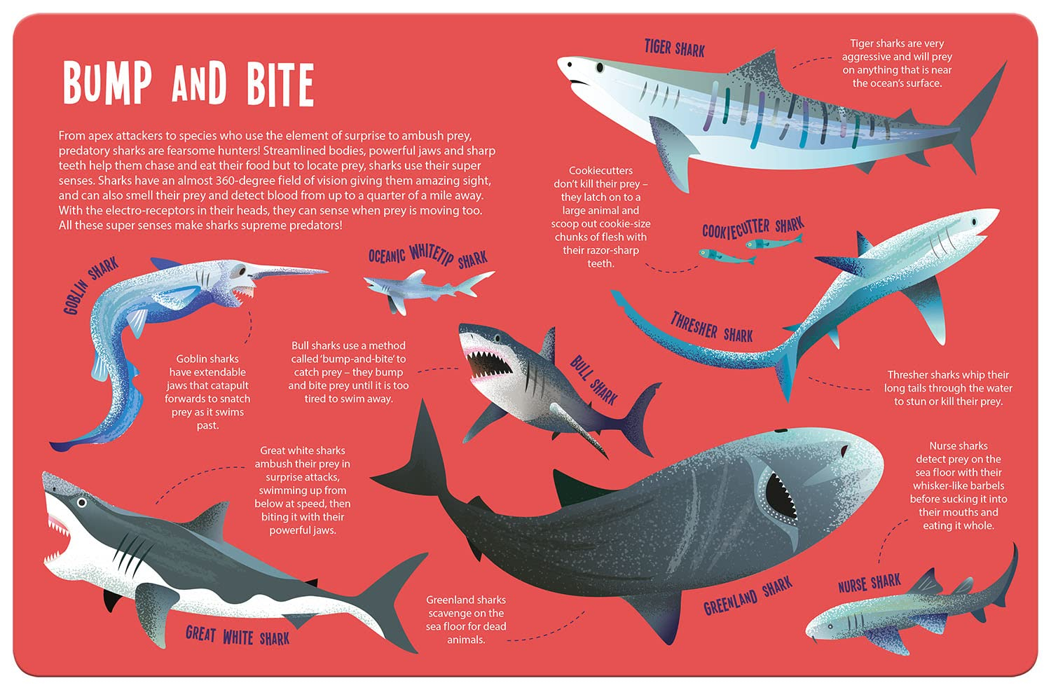 seek and find sharks (seek & find - searchlight books) - Ảnh 10