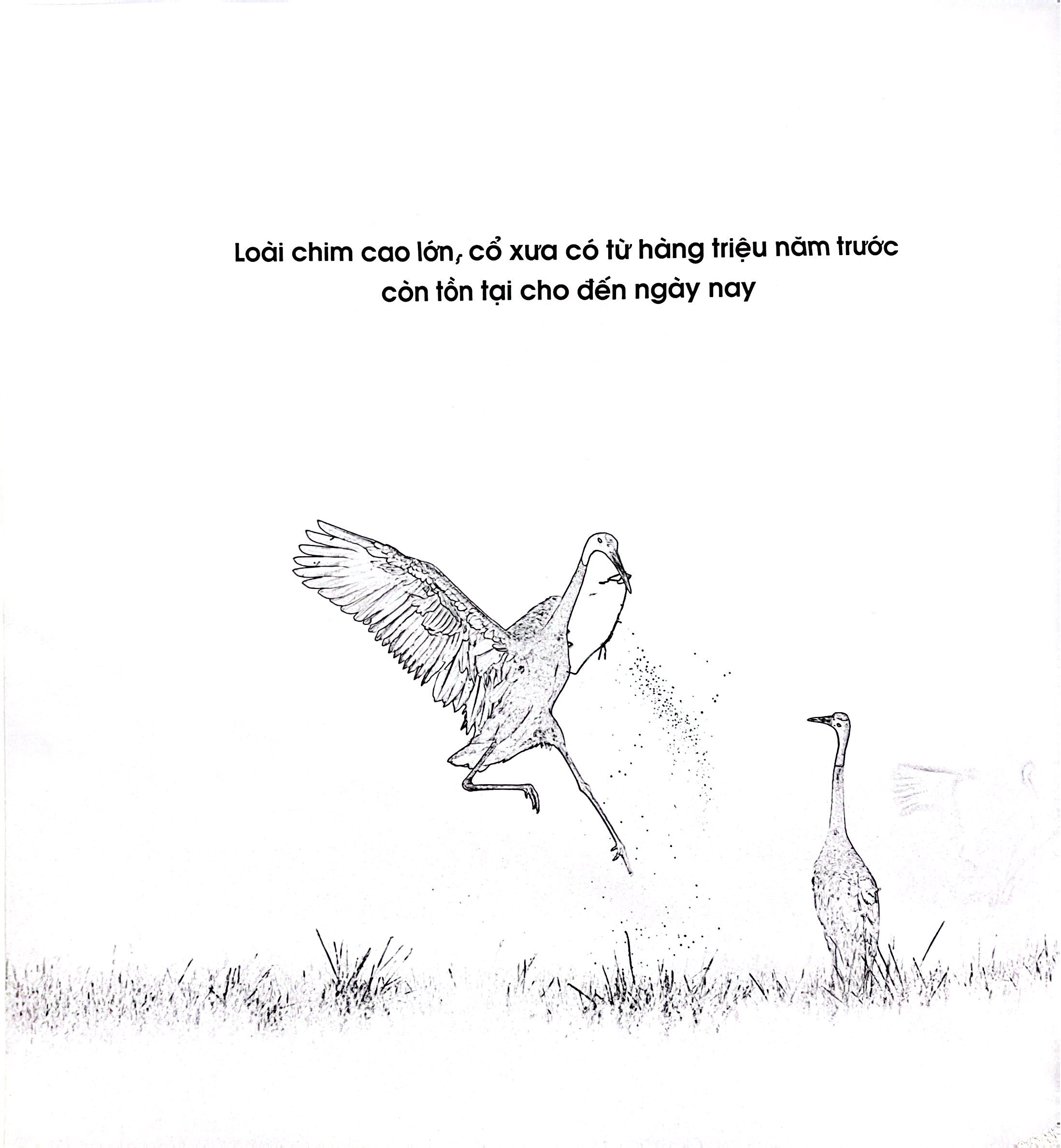 Sếu Đầu Đỏ - Bìa Cứng - Ảnh 4