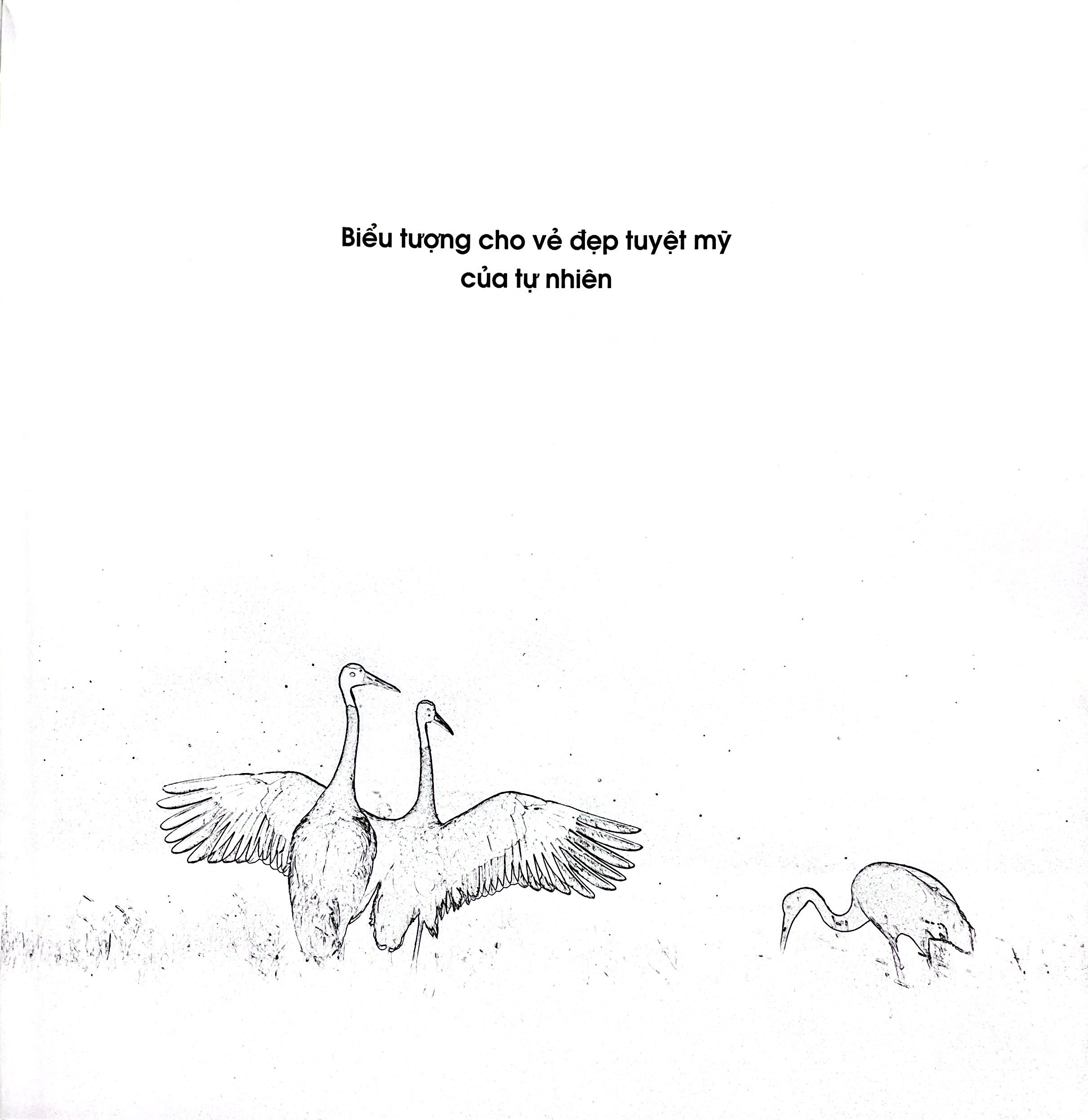 Sếu Đầu Đỏ - Bìa Cứng - Ảnh 5