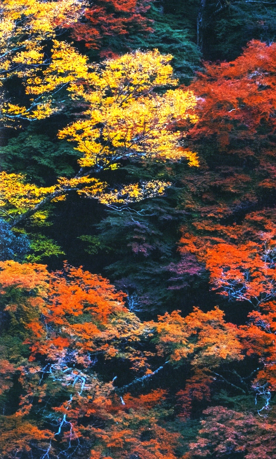 shinrin yoku - nghệ thuật tắm rừng của người nhật - Ảnh 5