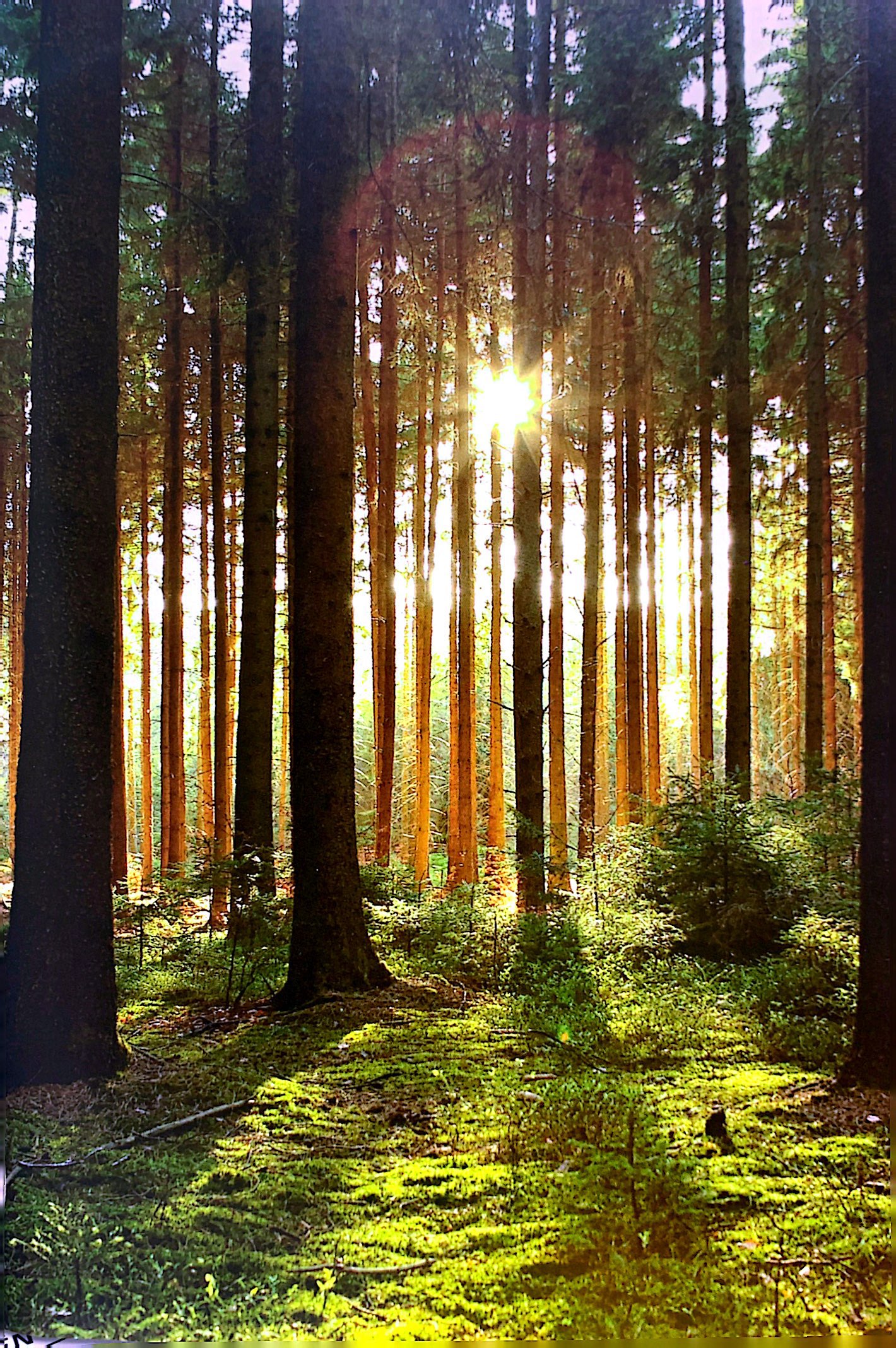 sinh tồn giữa thiên nhiên cẩm nang toàn tập về dã ngoại - Ảnh 8