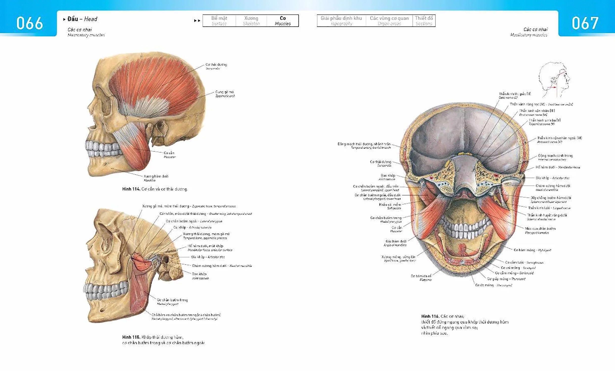 sobotta atlas giải phẫu người - Ảnh 4