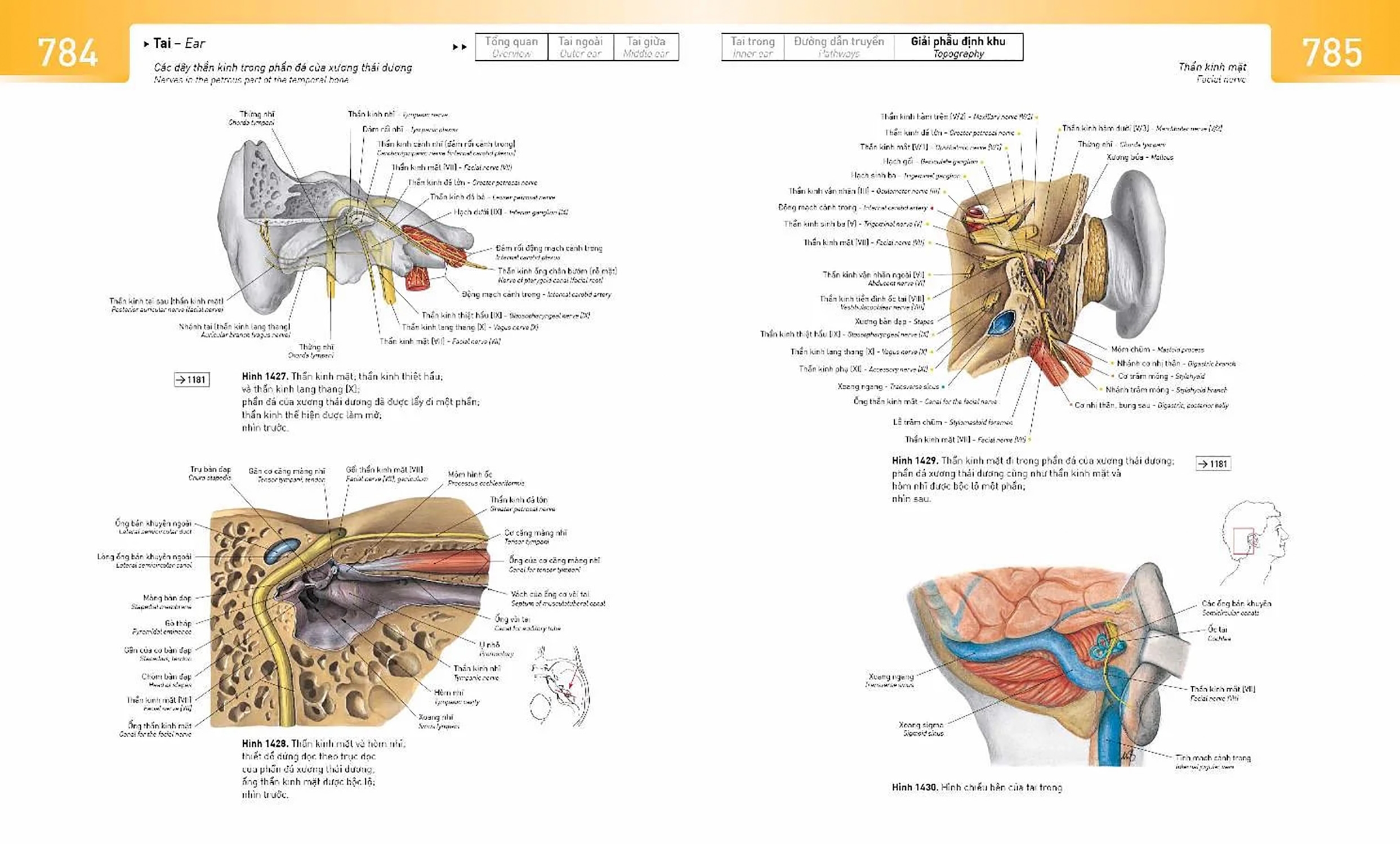 sobotta atlas giải phẫu người - Ảnh 5