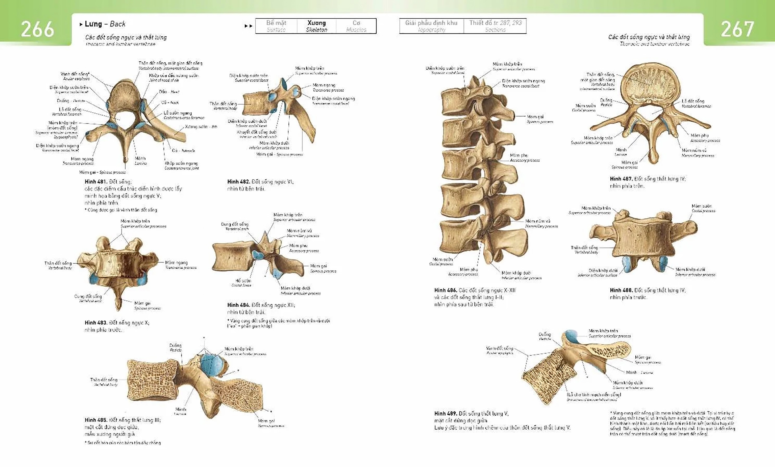 sobotta atlas giải phẫu người - Ảnh 6