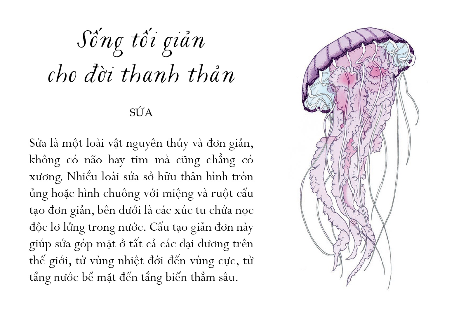 sống một đời tựa biển khơi - những bài học trí tuệ nhẹ nhàng sâu lắng của đại dương - Ảnh 4