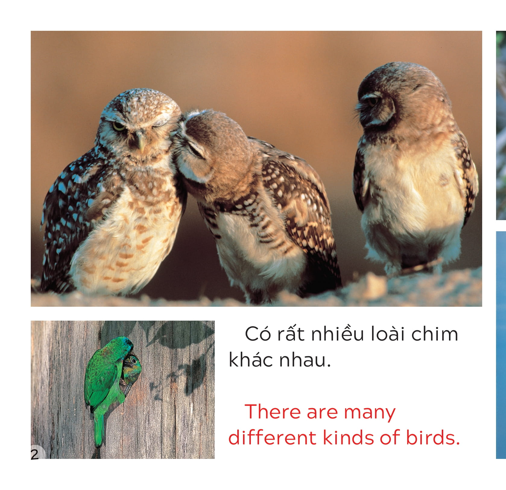 song ngữ việt anh - khám phá thế giới - các loài chim - birds - Ảnh 3