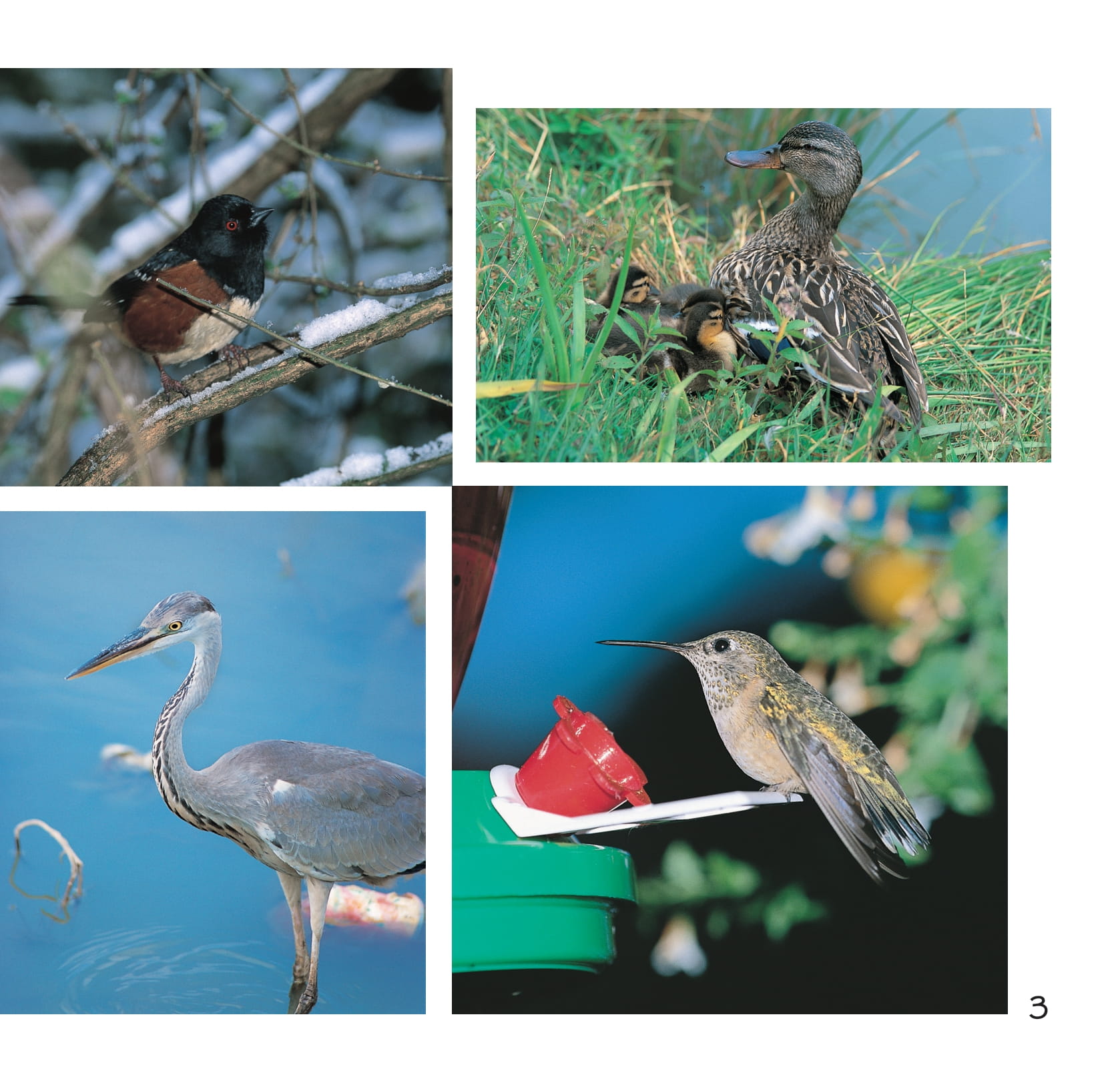 song ngữ việt anh - khám phá thế giới - các loài chim - birds - Ảnh 4