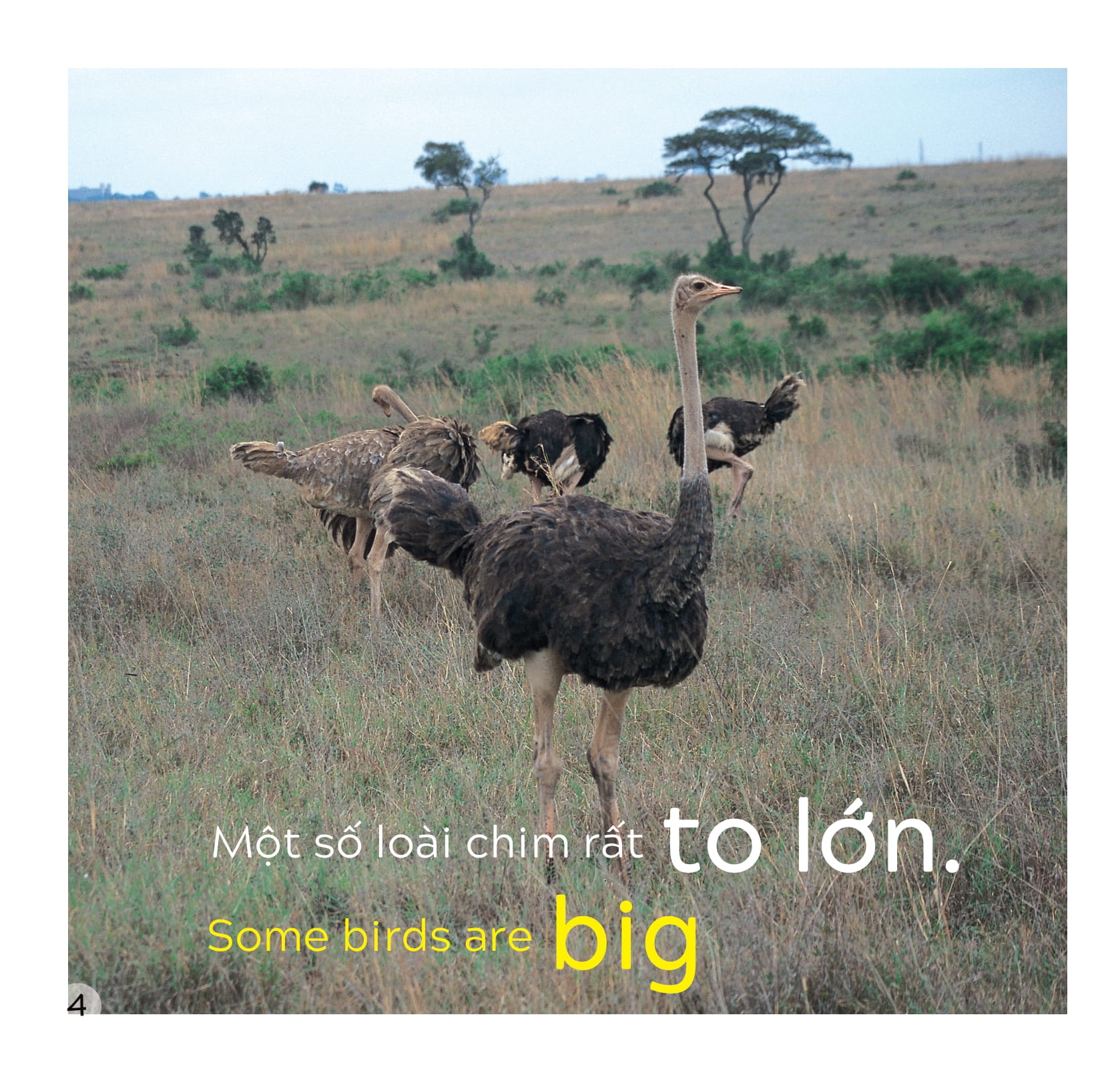 song ngữ việt anh - khám phá thế giới - các loài chim - birds - Ảnh 5