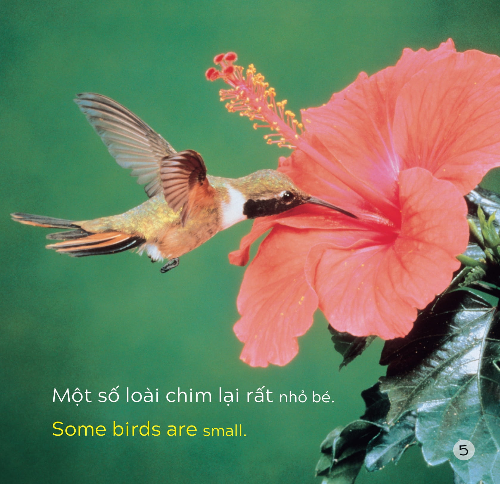 song ngữ việt anh - khám phá thế giới - các loài chim - birds - Ảnh 6