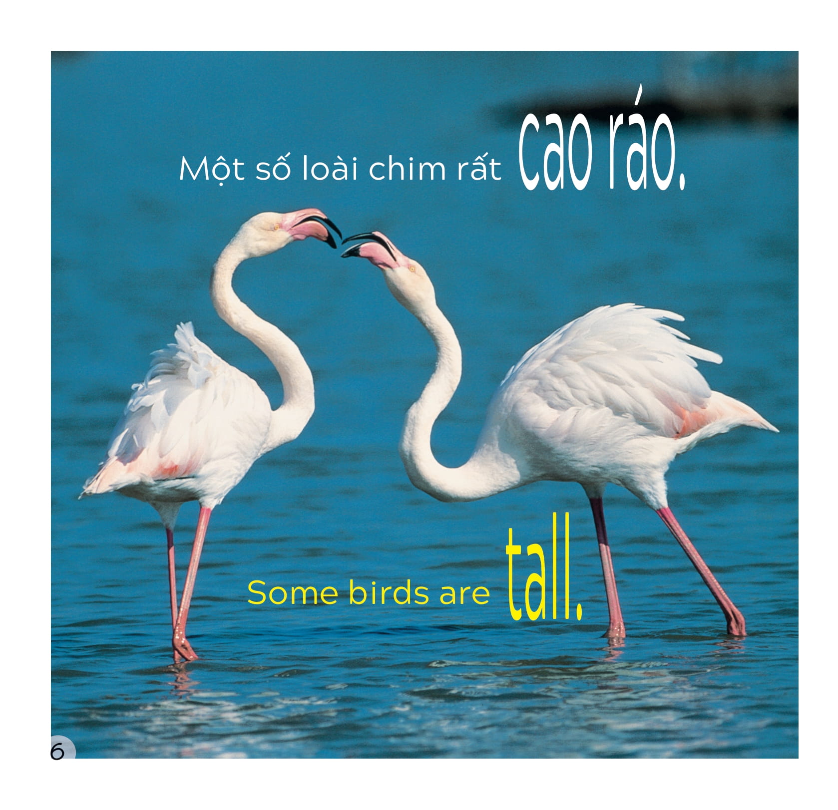 song ngữ việt anh - khám phá thế giới - các loài chim - birds - Ảnh 7