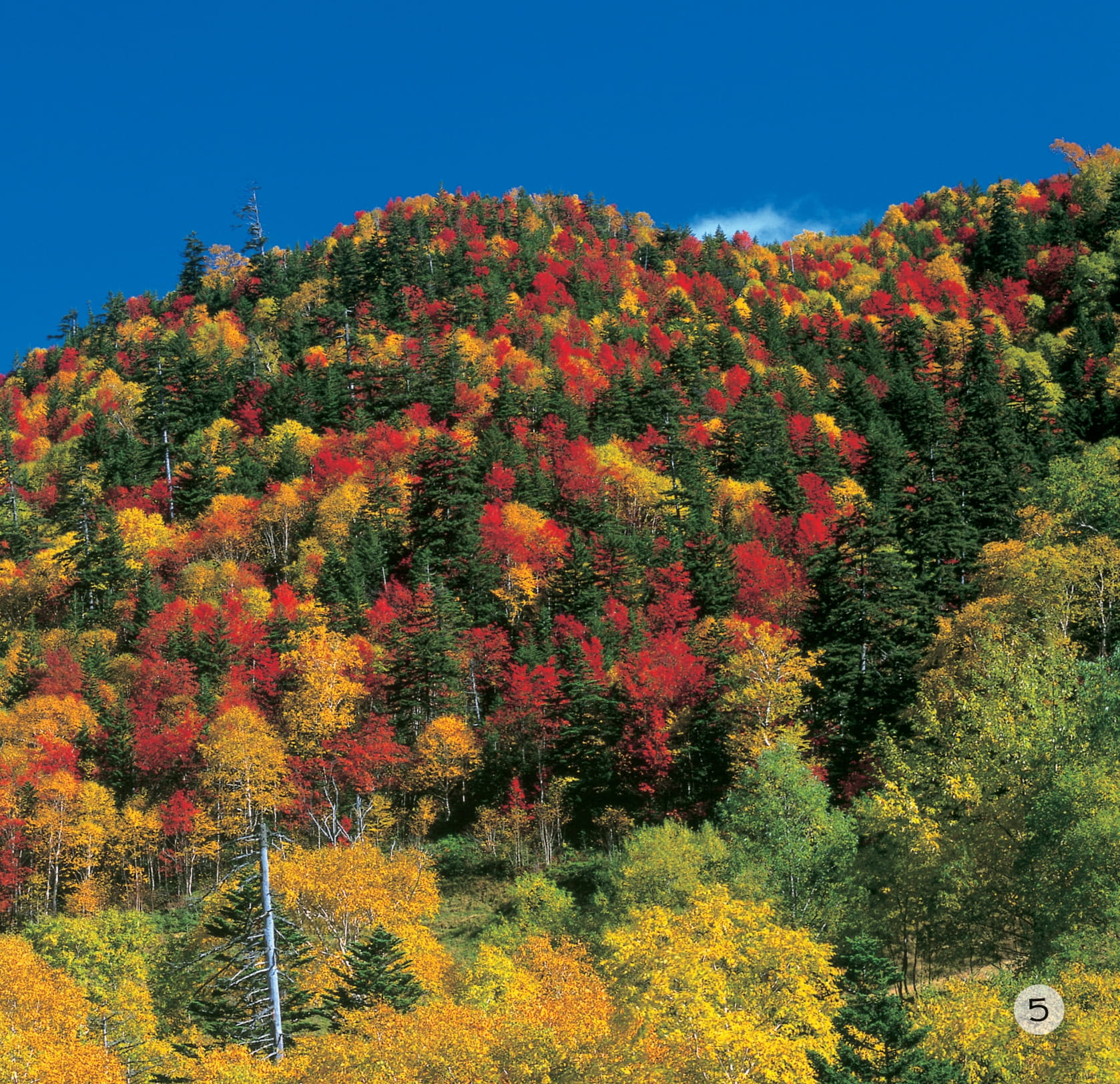 song ngữ việt anh - khám phá thế giới - các màu sắc trên trái đất - colours on earth - Ảnh 6