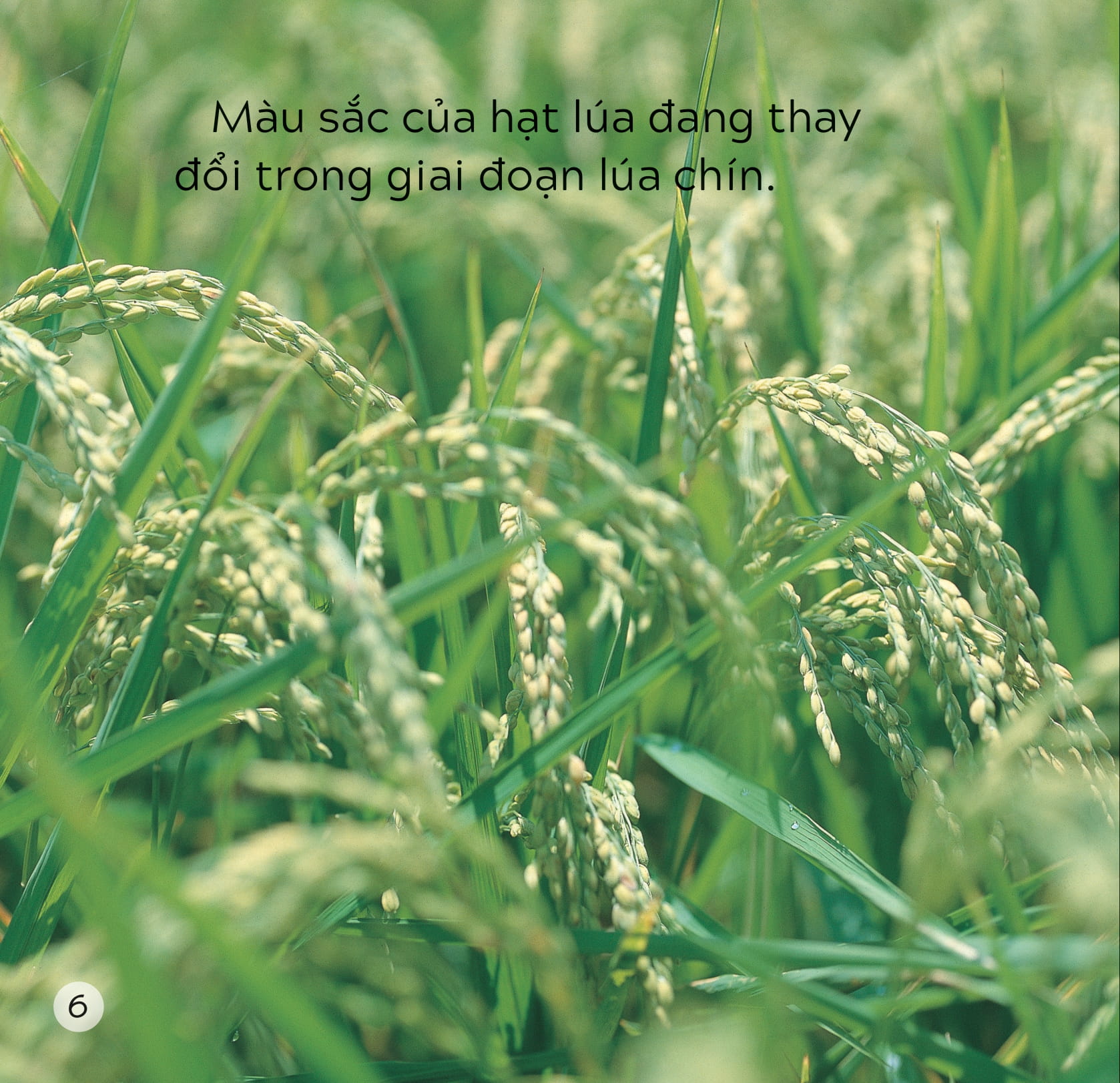 song ngữ việt anh - khám phá thế giới - các màu sắc trên trái đất - colours on earth - Ảnh 7