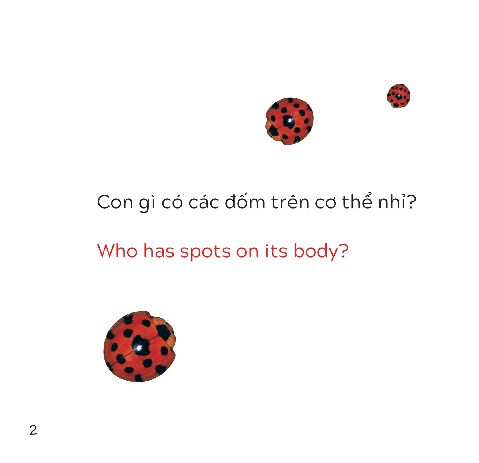 song ngữ việt anh - khám phá thế giới - loài nào là côn trùng nhỉ? - who is the insect? - Ảnh 3