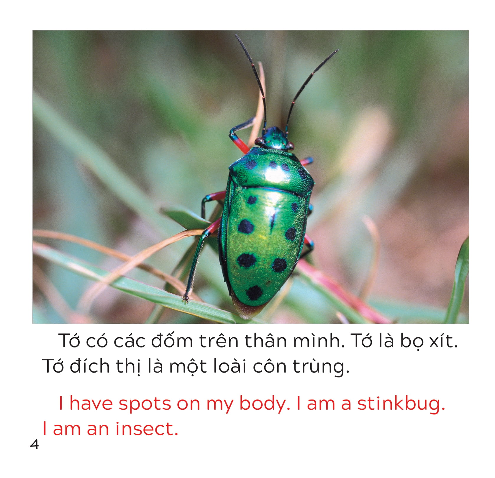 song ngữ việt anh - khám phá thế giới - loài nào là côn trùng nhỉ? - who is the insect? - Ảnh 5