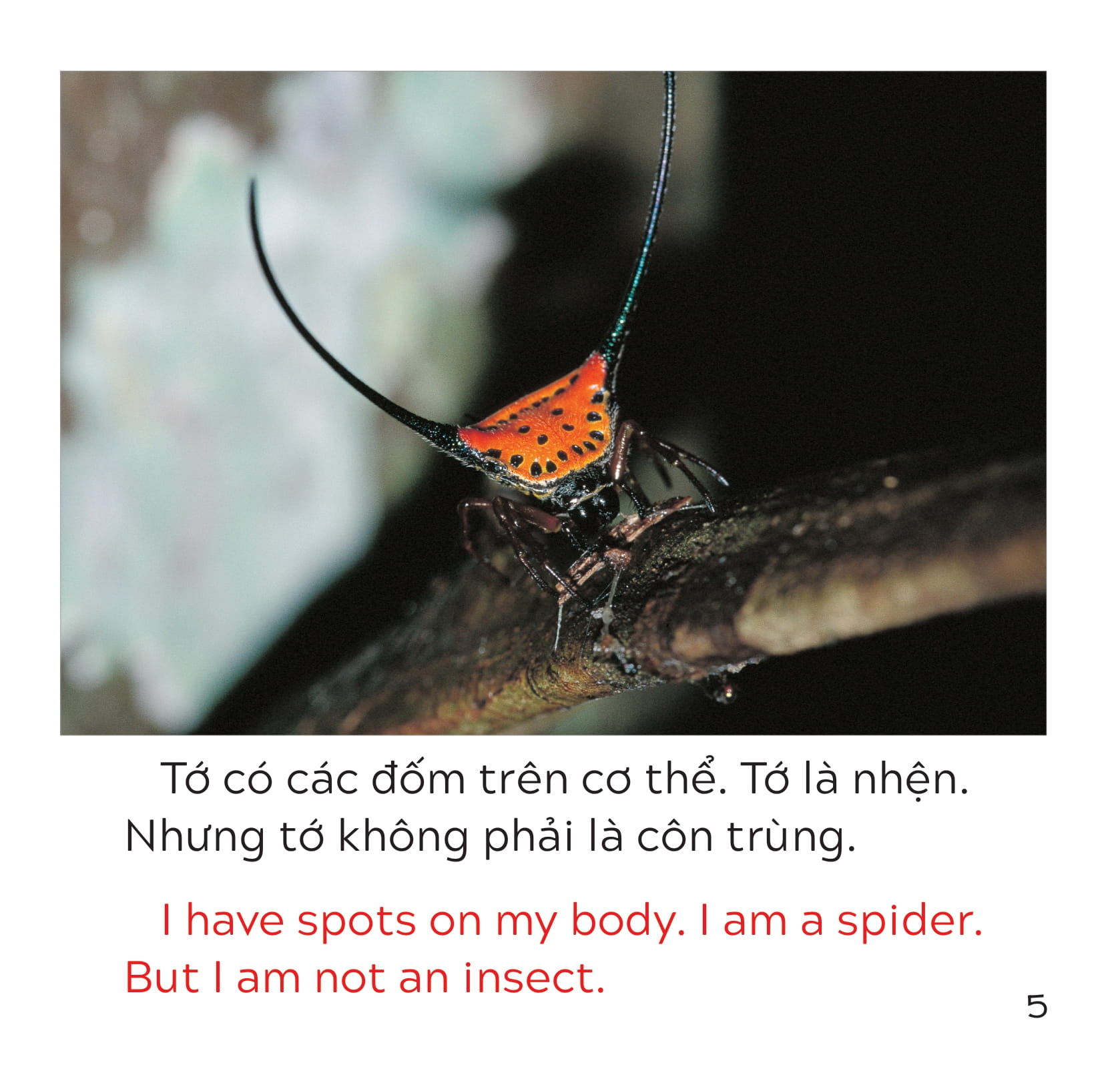 song ngữ việt anh - khám phá thế giới - loài nào là côn trùng nhỉ? - who is the insect? - Ảnh 6