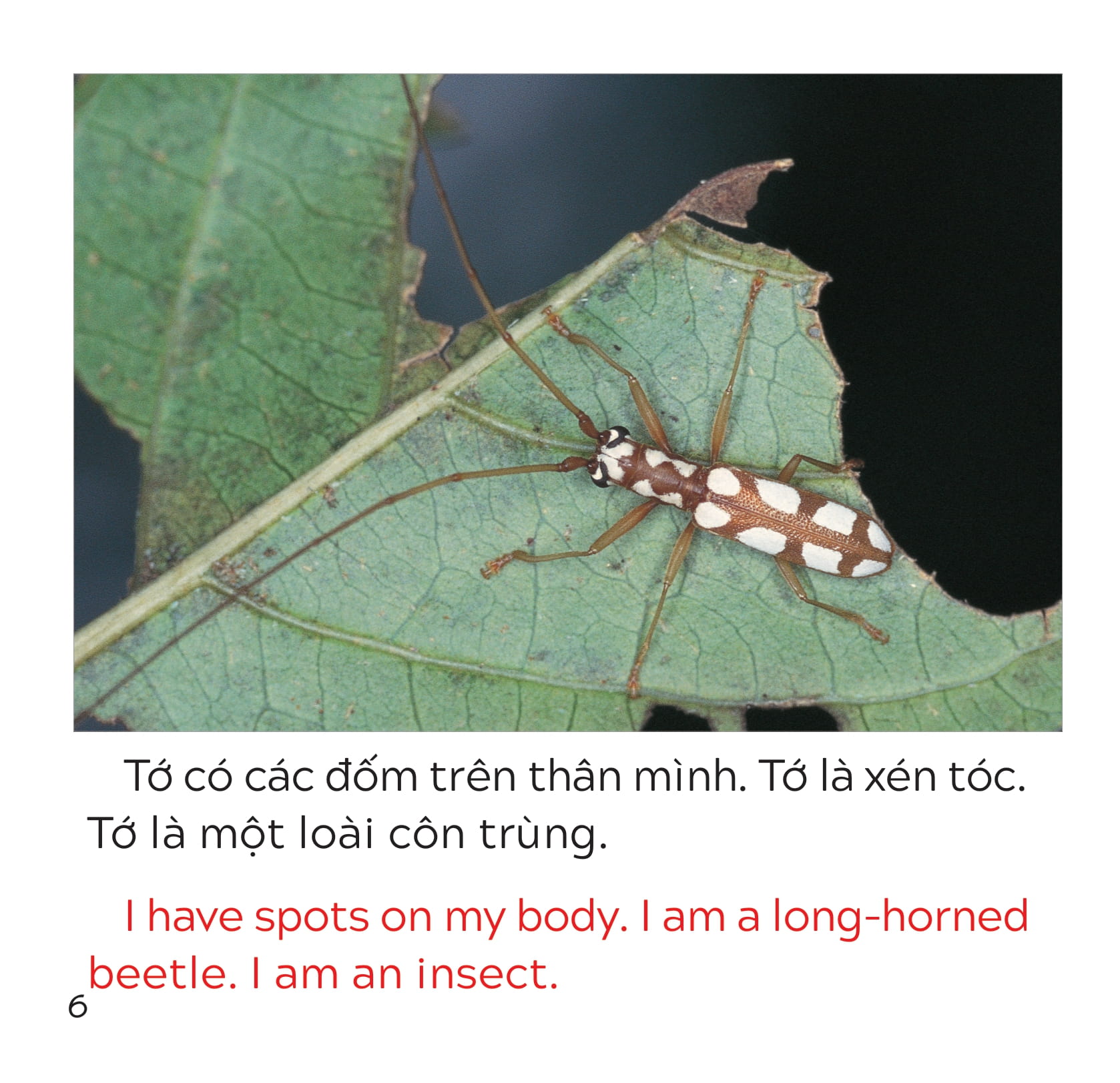 song ngữ việt anh - khám phá thế giới - loài nào là côn trùng nhỉ? - who is the insect? - Ảnh 7