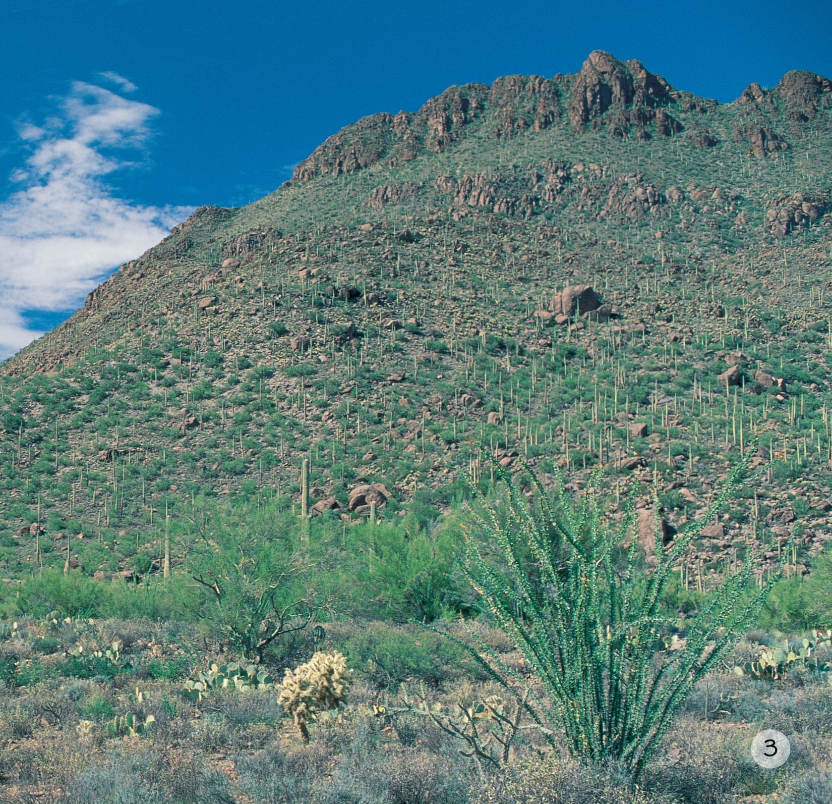 song ngữ việt anh - khám phá thế giới - ở vùng đất khô cằn - in a dry land - Ảnh 4