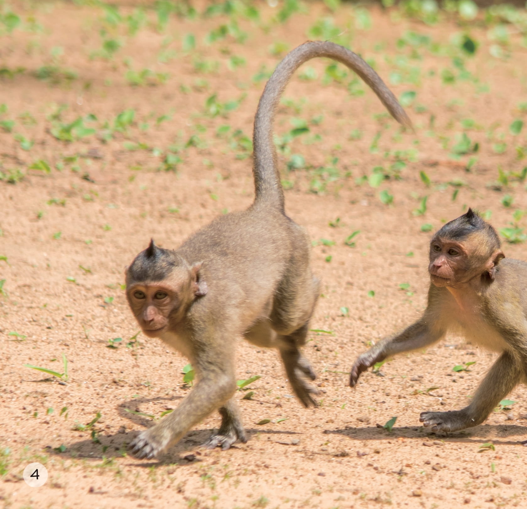 song ngữ việt anh - khám phá thế giới - ở vùng đất khô cằn - in a dry land - Ảnh 5
