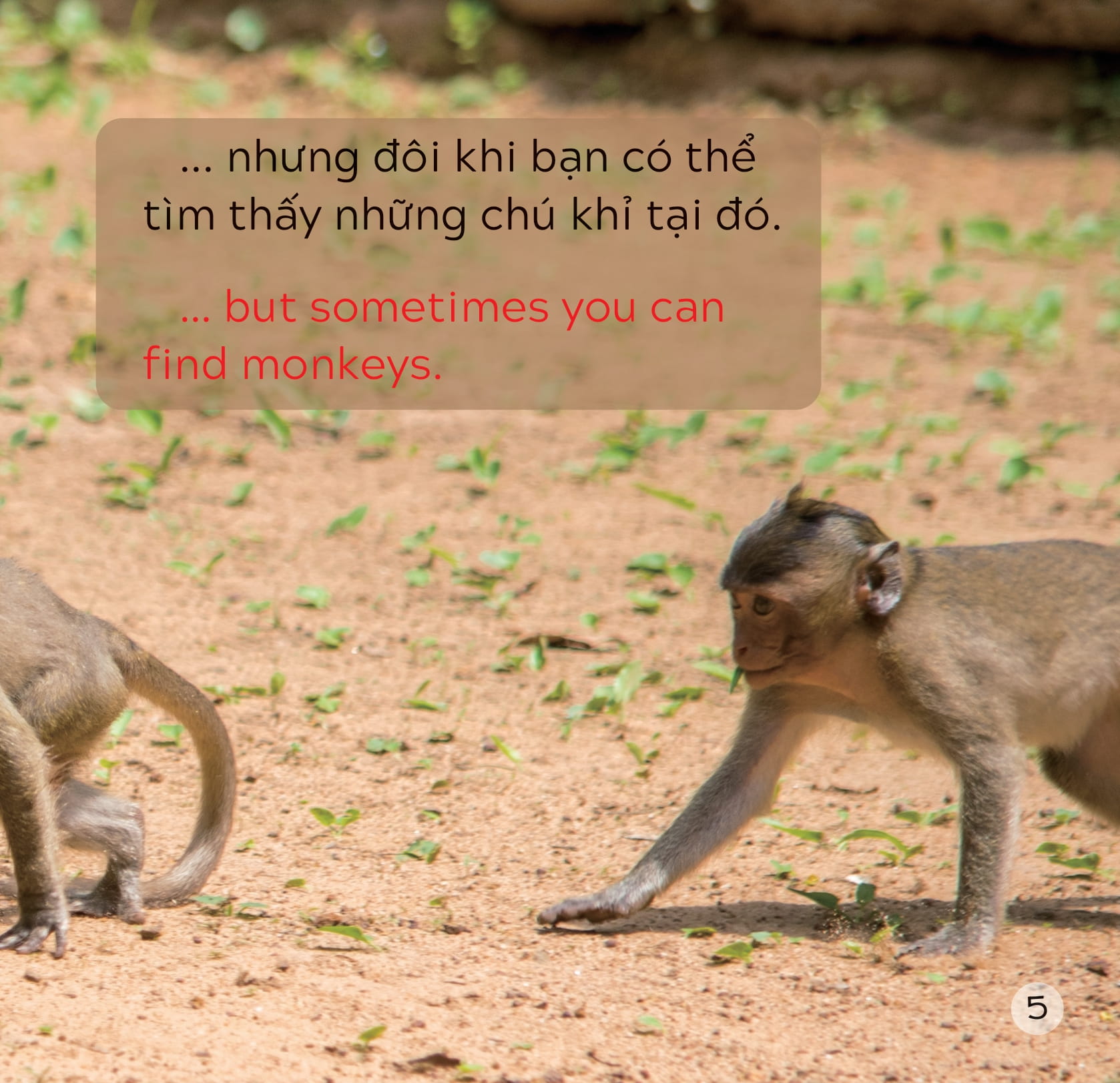 song ngữ việt anh - khám phá thế giới - ở vùng đất khô cằn - in a dry land - Ảnh 6