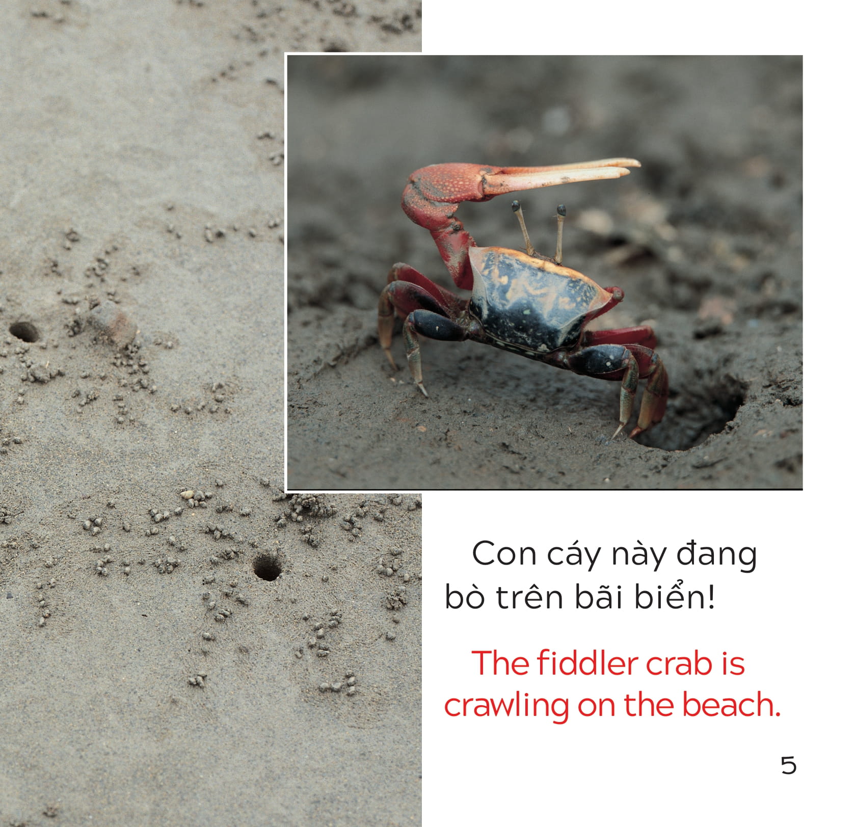 song ngữ việt anh - khám phá thế giới - trên bãi biển - at the beach - Ảnh 6