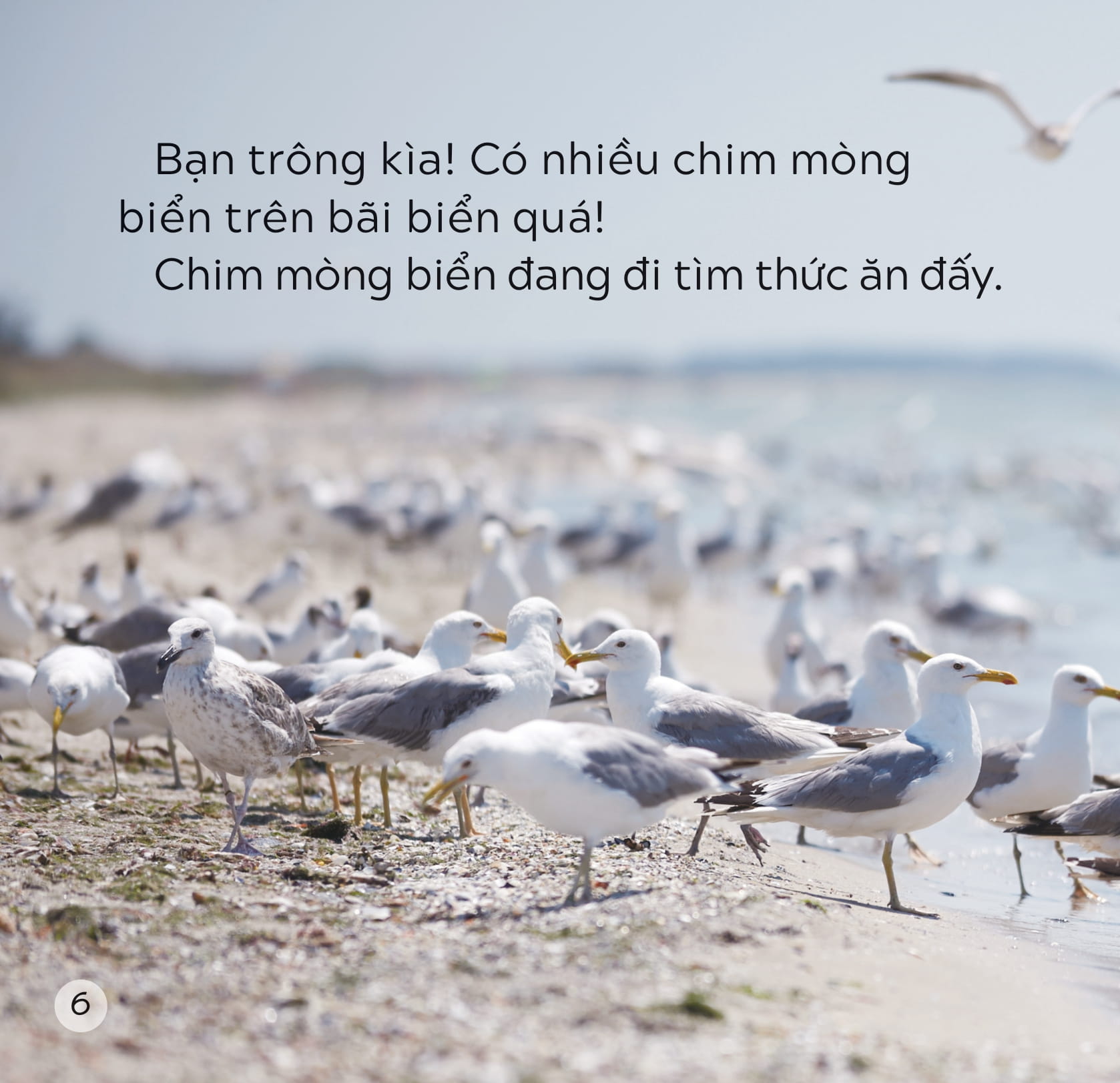 song ngữ việt anh - khám phá thế giới - trên bãi biển - at the beach - Ảnh 7