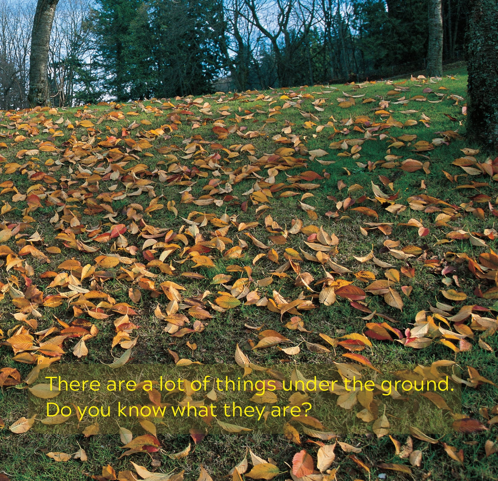 song ngữ việt anh - khám phá thế giới - trong lòng đất - under the ground - Ảnh 4