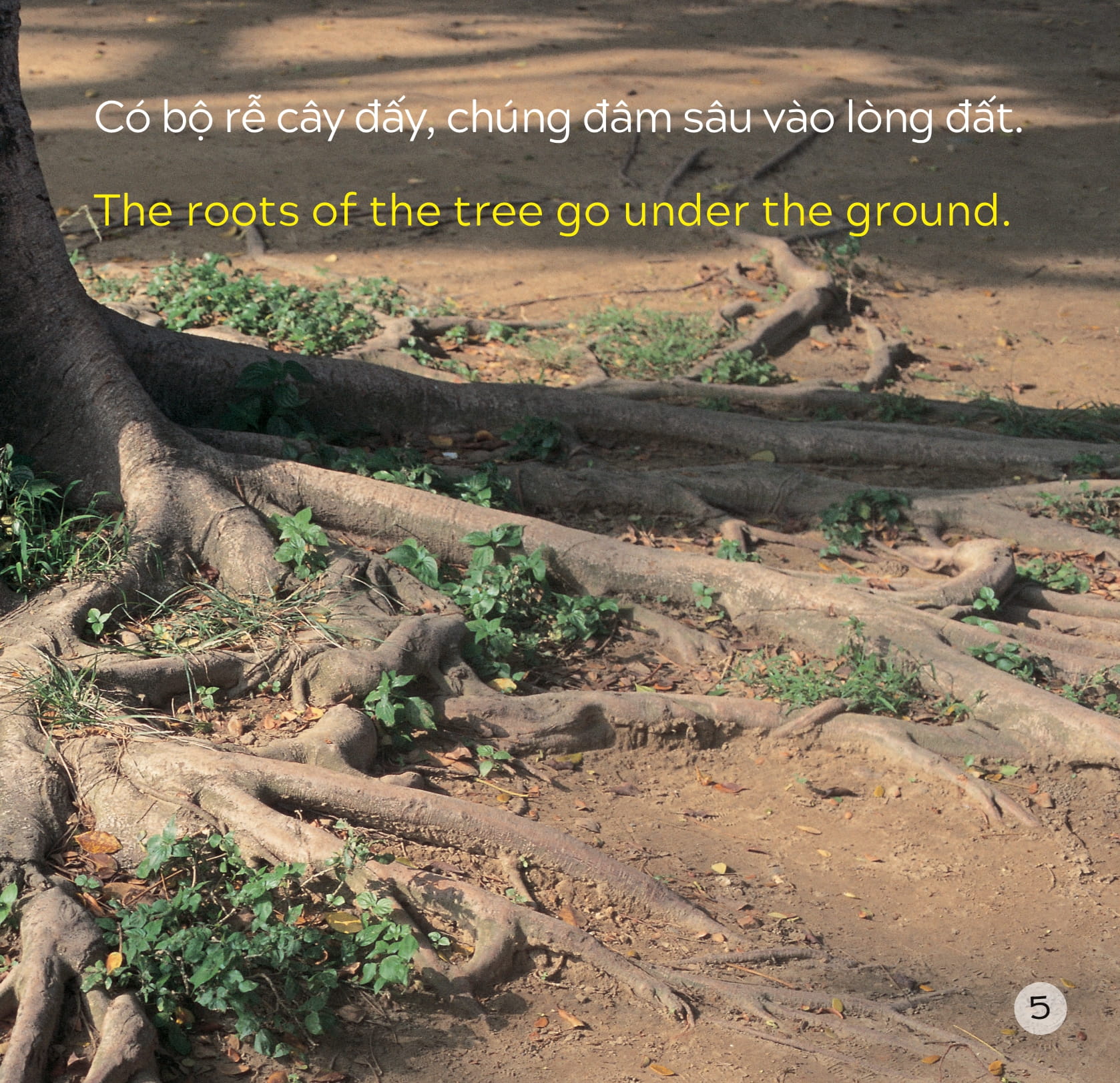 song ngữ việt anh - khám phá thế giới - trong lòng đất - under the ground - Ảnh 6