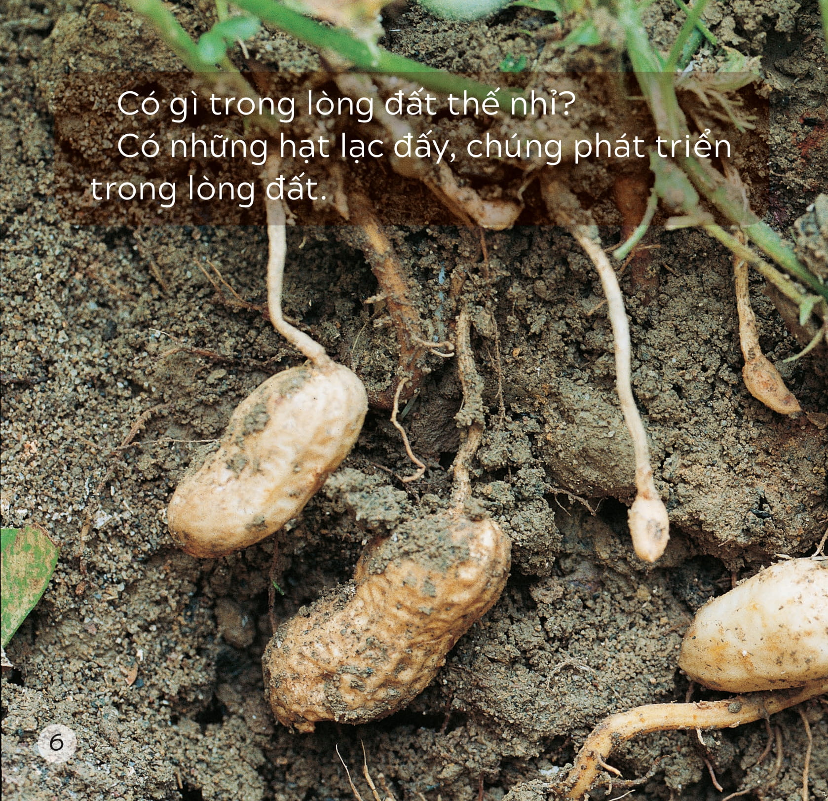 song ngữ việt anh - khám phá thế giới - trong lòng đất - under the ground - Ảnh 7