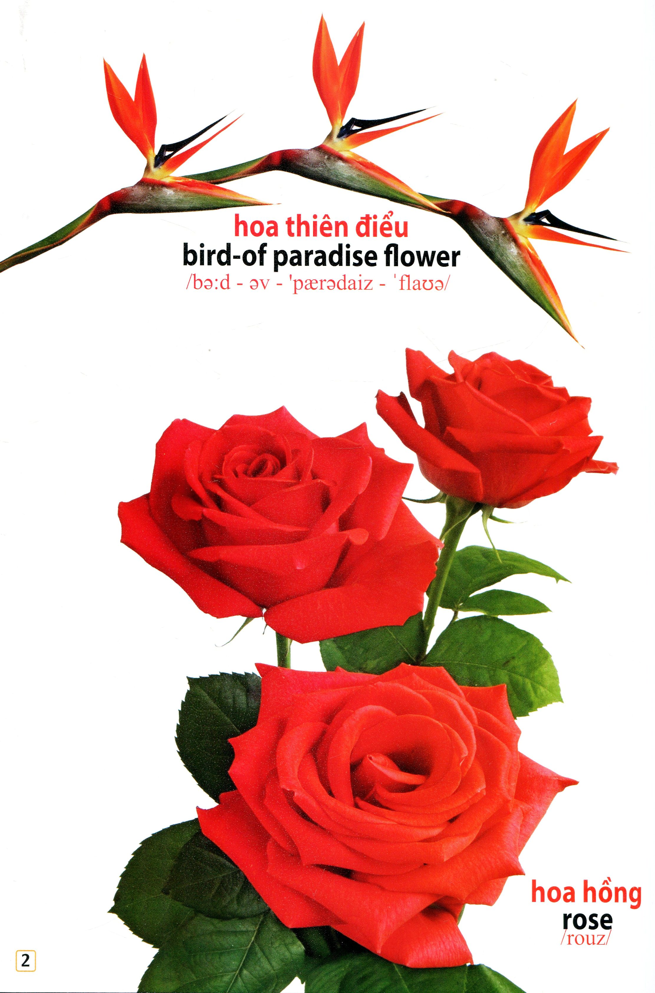 song ngữ việt anh - từ điển bằng hình - hoa, quả, rau củ (dành cho trẻ 0 - 6 tuổi) - tái bản 2019 - Ảnh 3