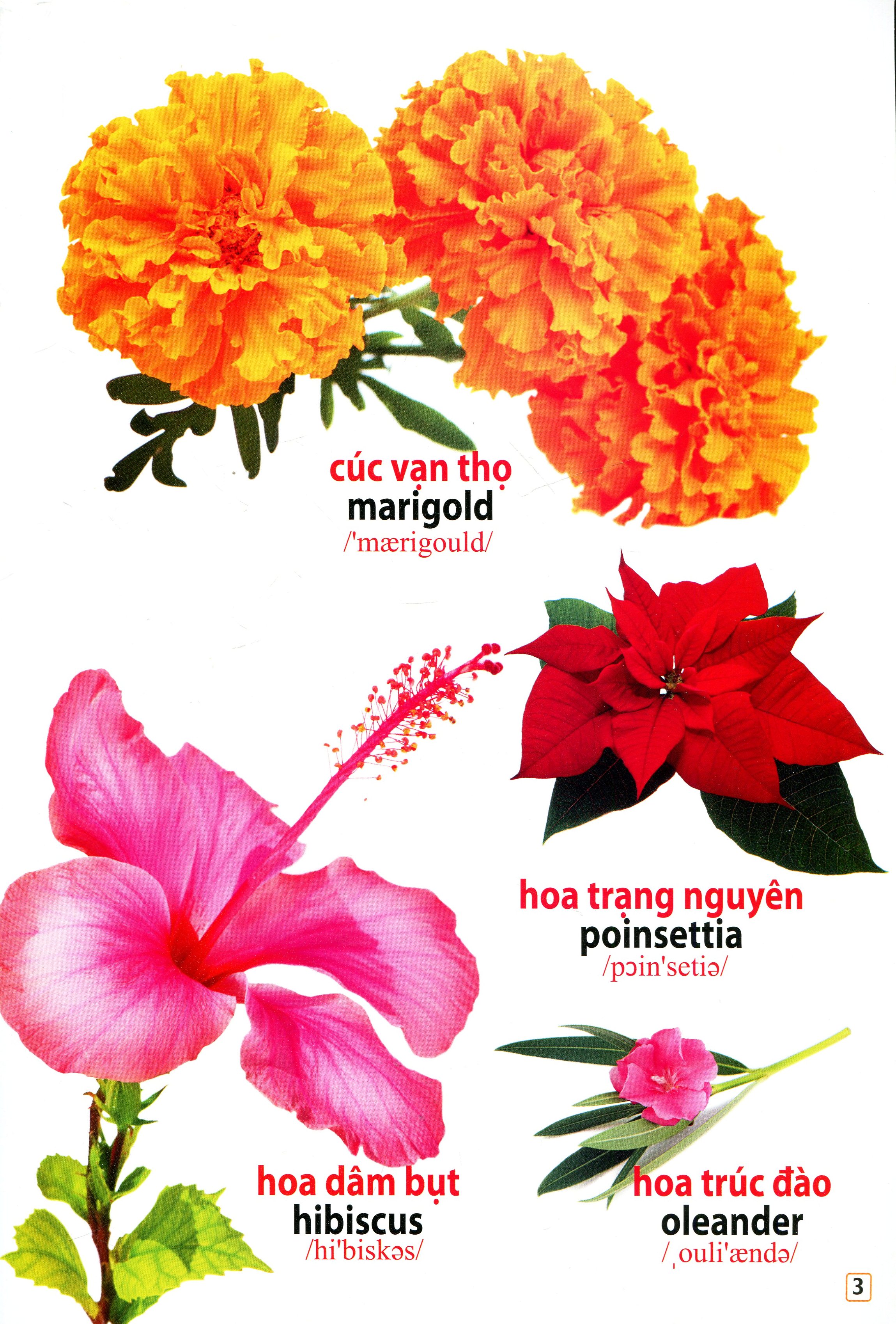 song ngữ việt anh - từ điển bằng hình - hoa, quả, rau củ (dành cho trẻ 0 - 6 tuổi) - tái bản 2019 - Ảnh 4