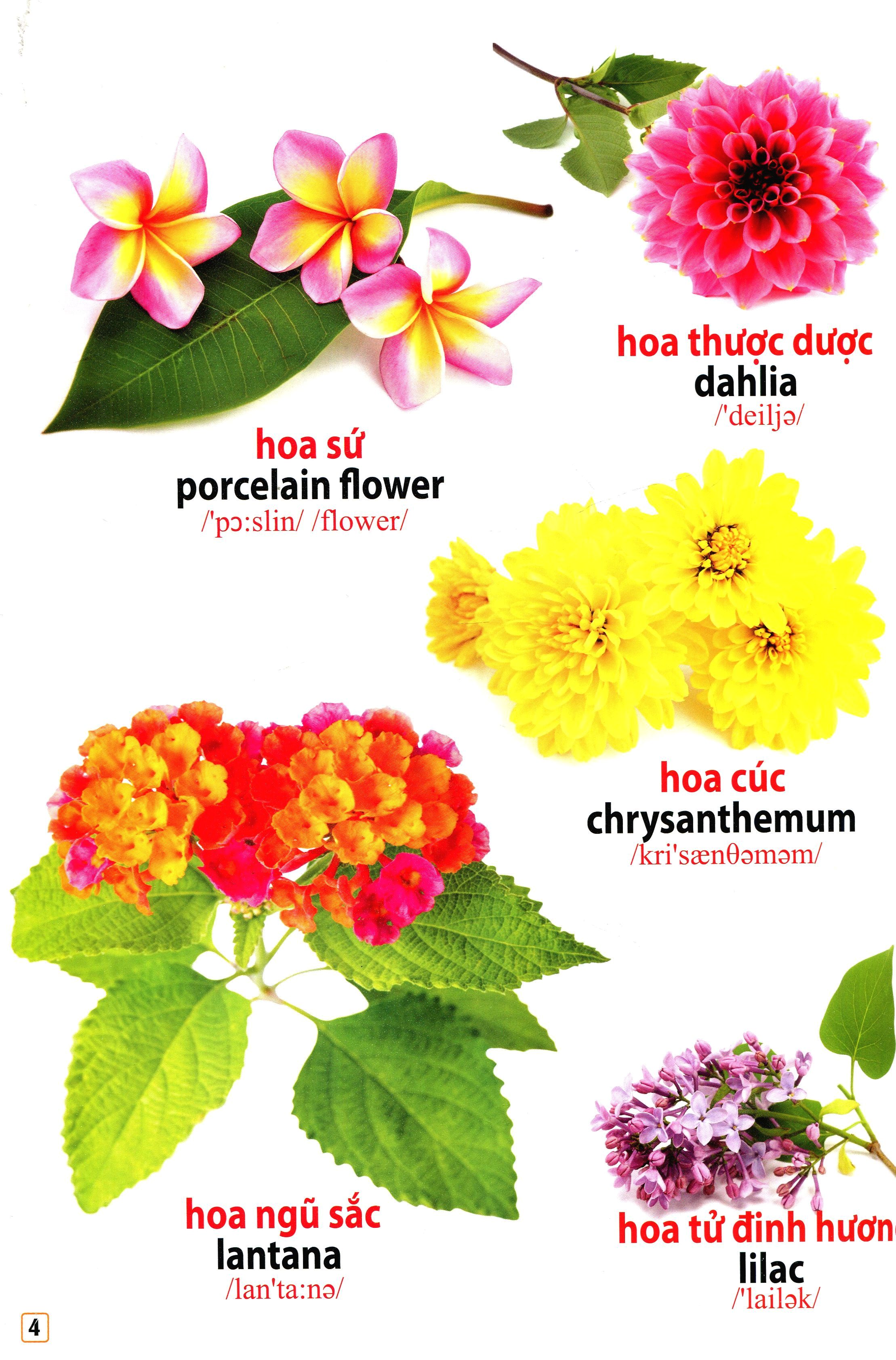 song ngữ việt anh - từ điển bằng hình - hoa, quả, rau củ (dành cho trẻ 0 - 6 tuổi) - tái bản 2019 - Ảnh 5