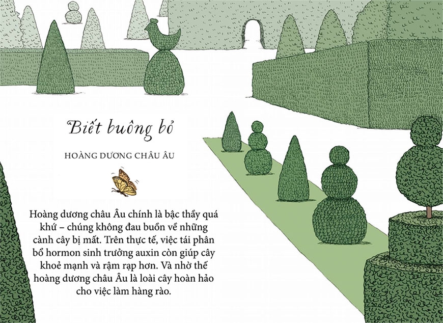 sống như những cái cây - những bài học nhỏ để có nguồn hạnh phúc bất tận (tái bản 2021) - Ảnh 10