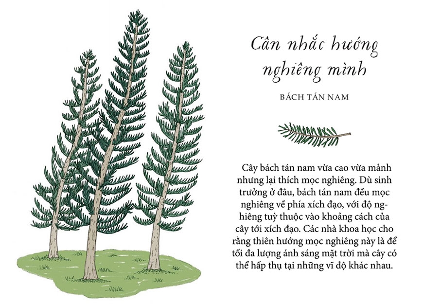 sống như những cái cây - những bài học nhỏ để có nguồn hạnh phúc bất tận (tái bản 2021) - Ảnh 11