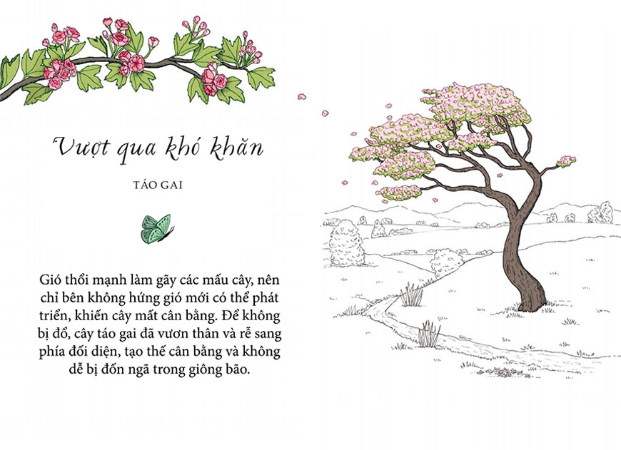 sống như những cái cây - những bài học nhỏ để có nguồn hạnh phúc bất tận (tái bản 2021) - Ảnh 13